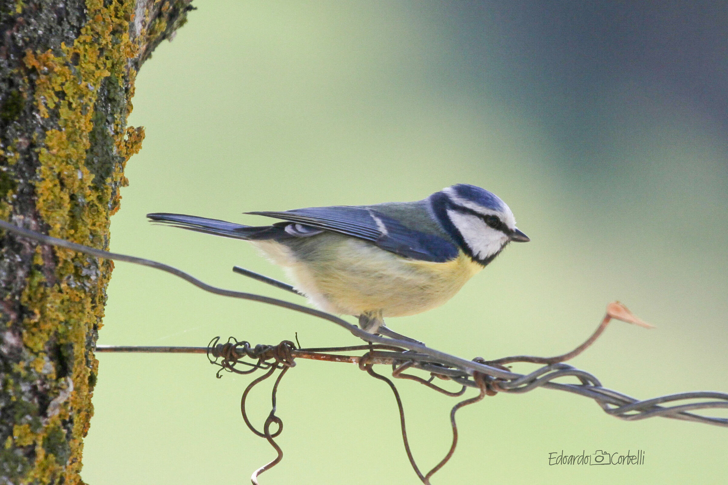 Cinciallegra profilo