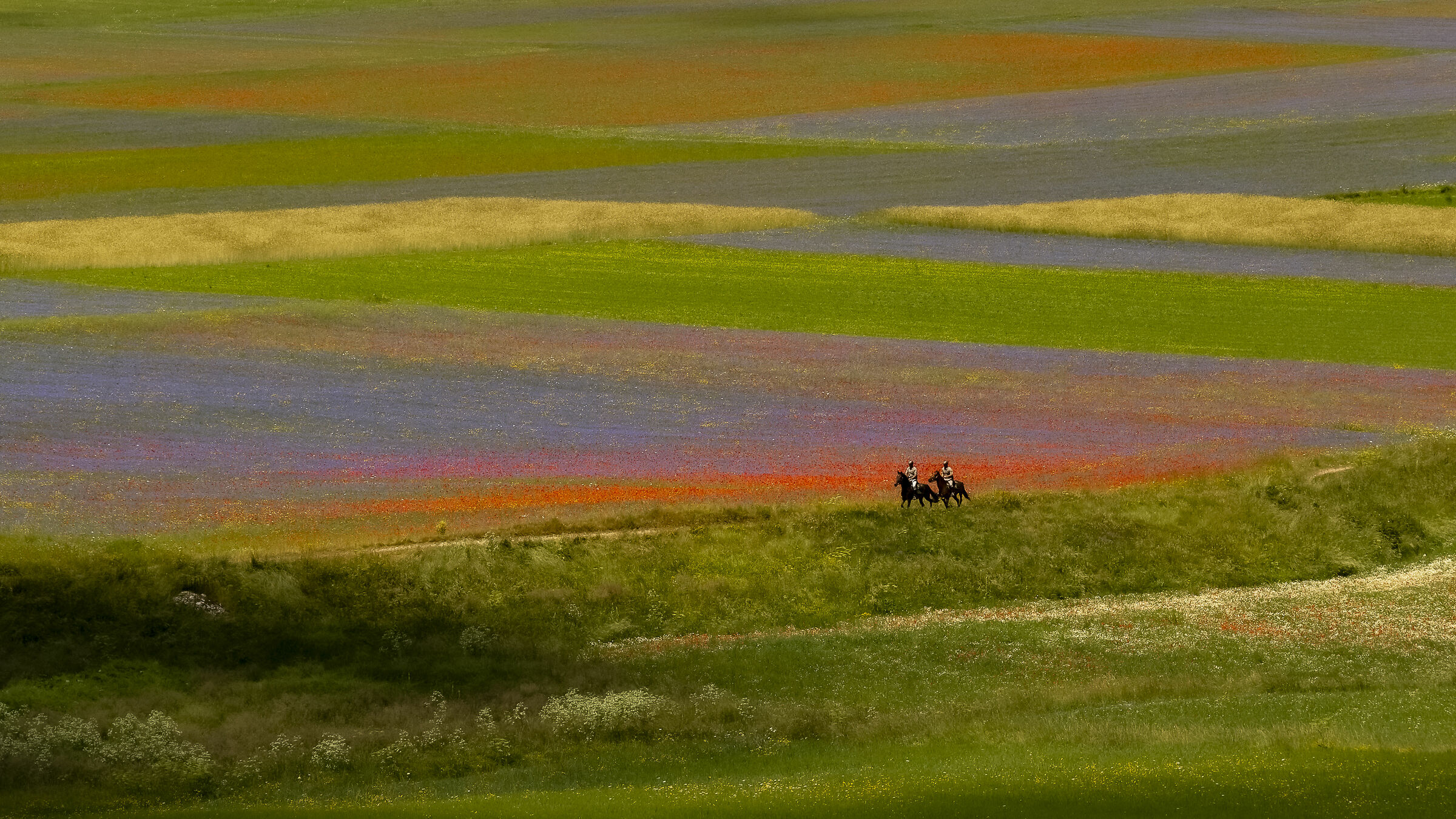 Riding among the flowers