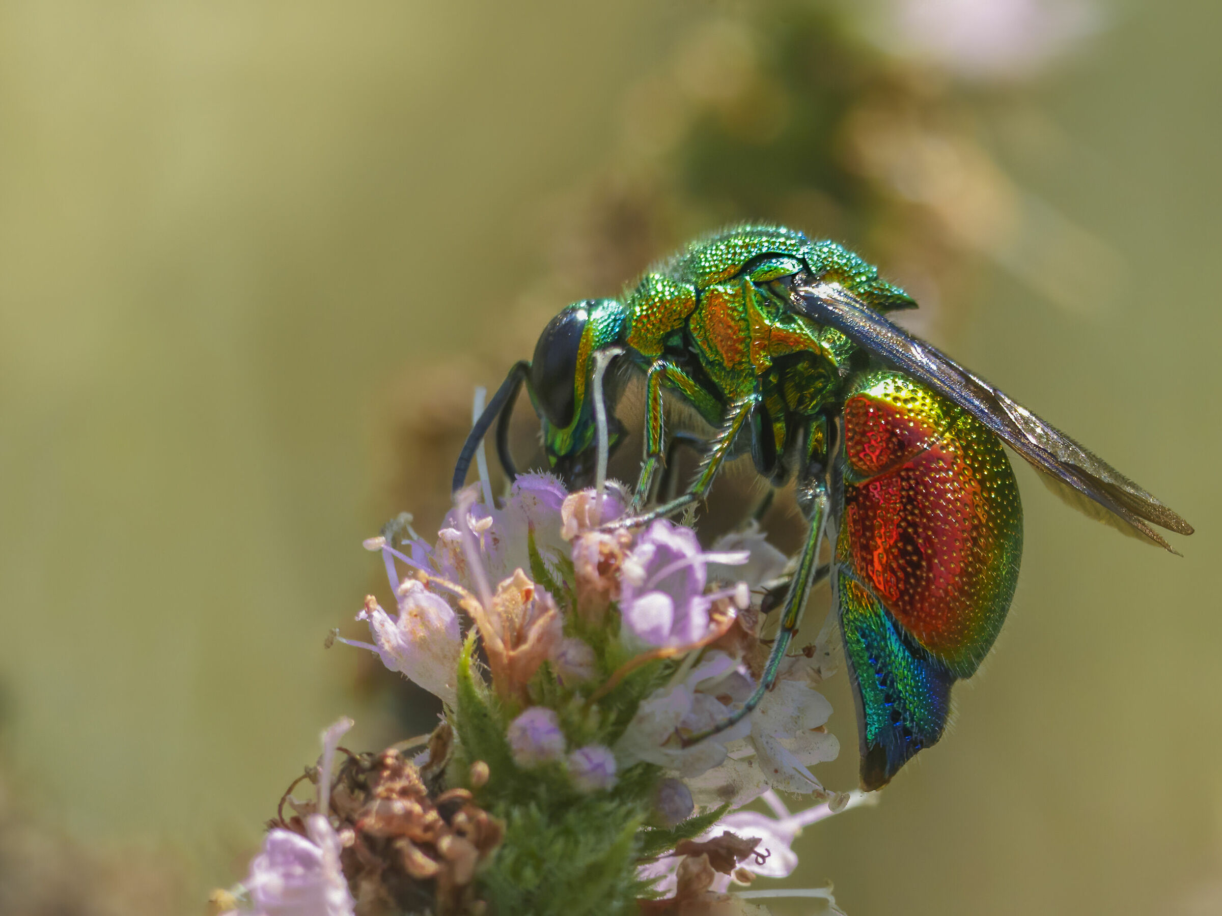 Stilbum Cyanurum su fiori di menta.