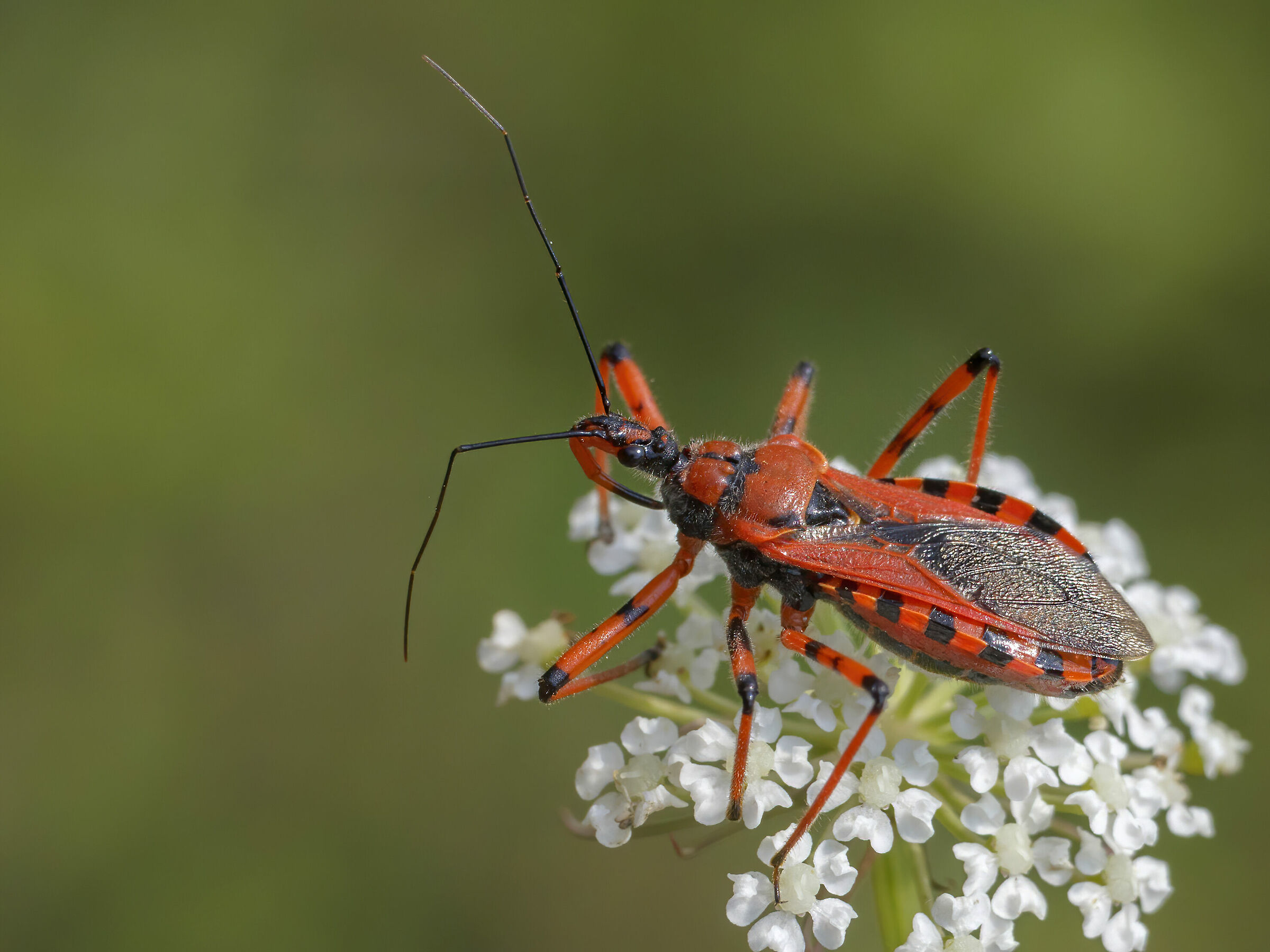 rhinocoris iracundus Cimice Assassina