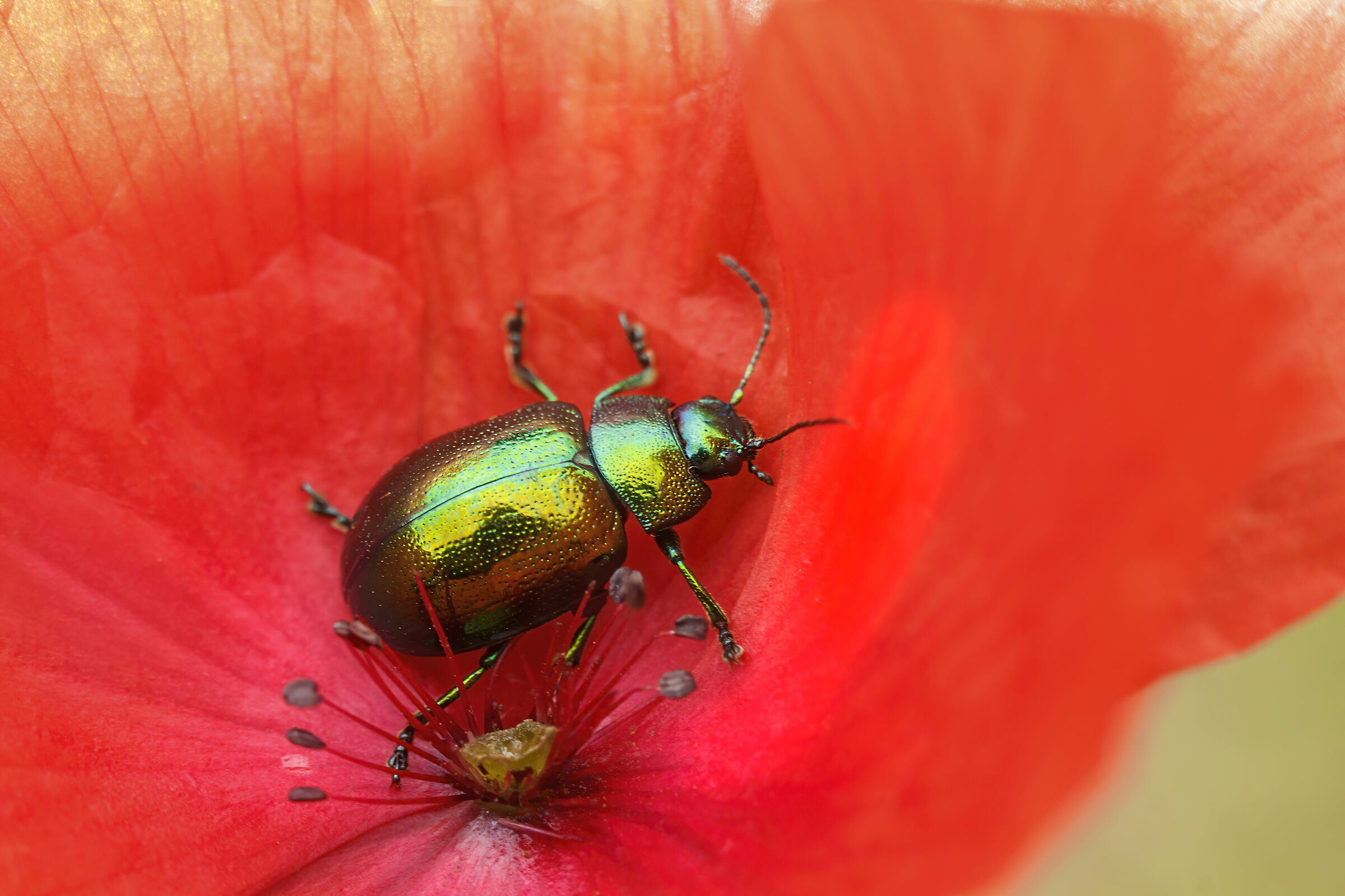 Chrysolina Herbacea su Papavero