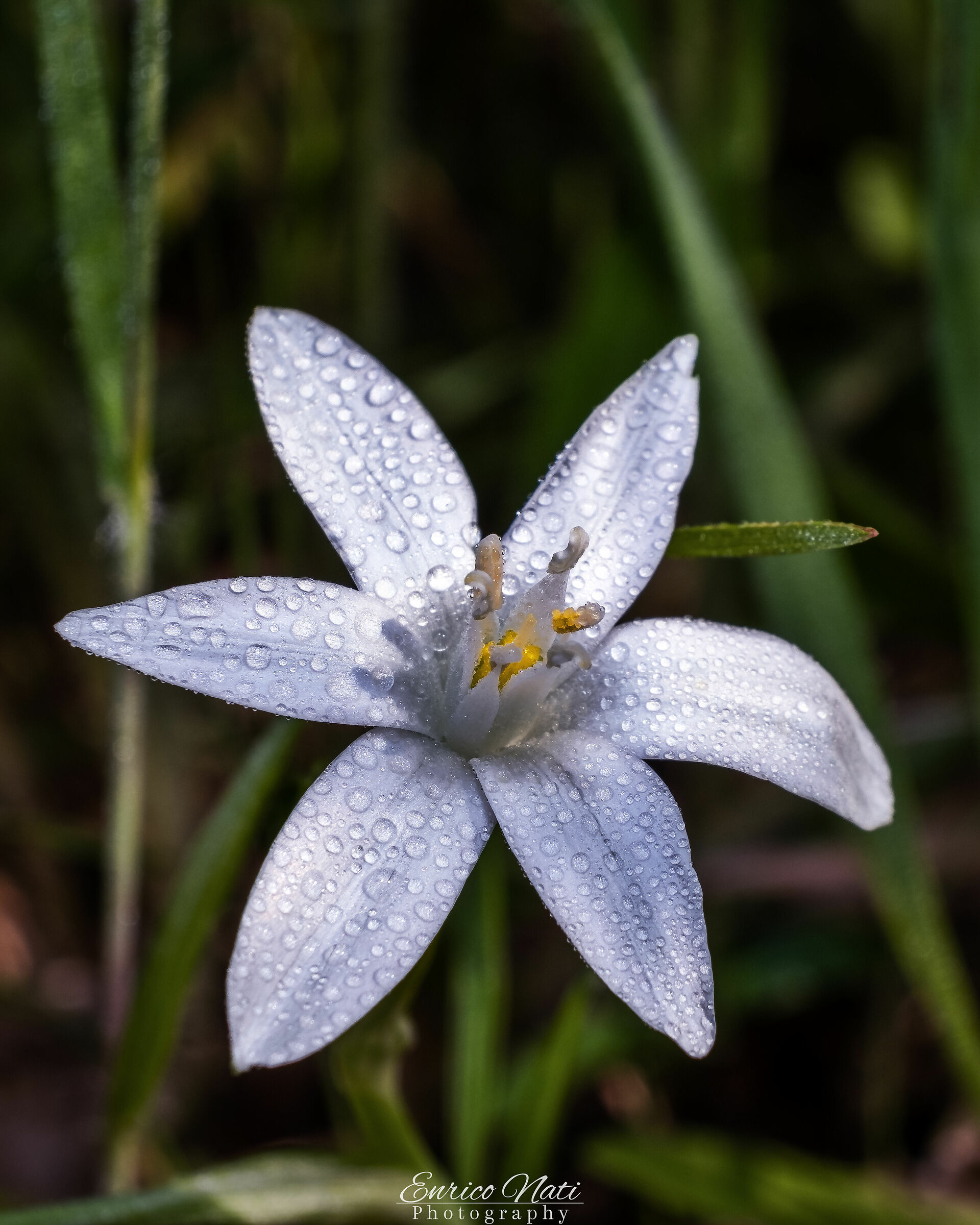 Ornithogalum umbellatum