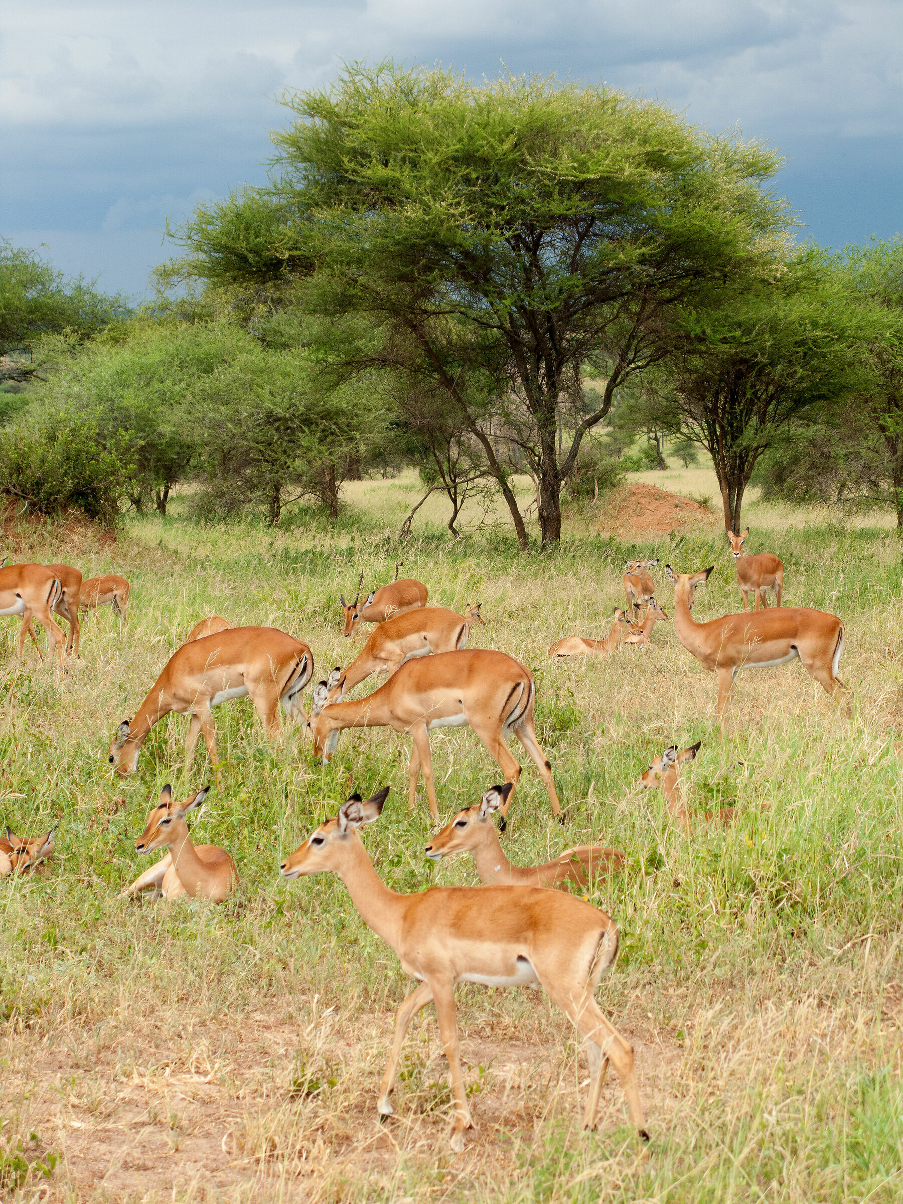 Safari Tanzania