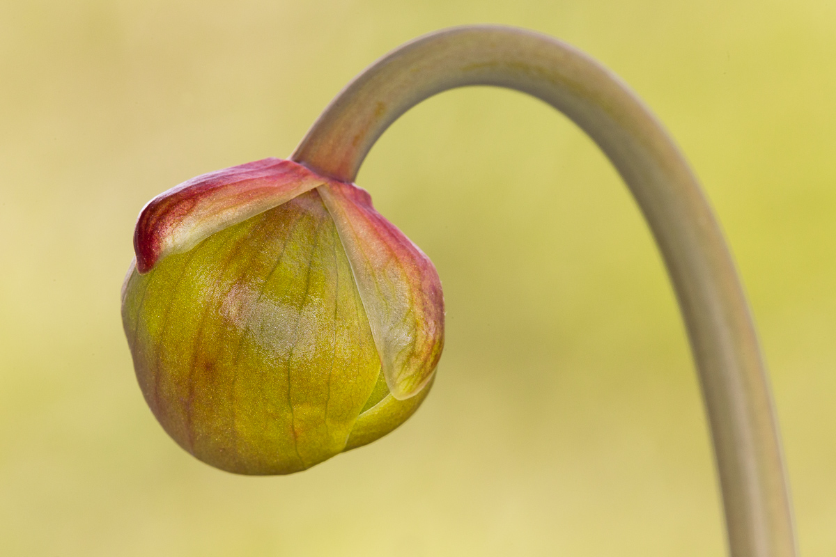 Flower in bud by Sarracenia Flava var. Cuprea ...
