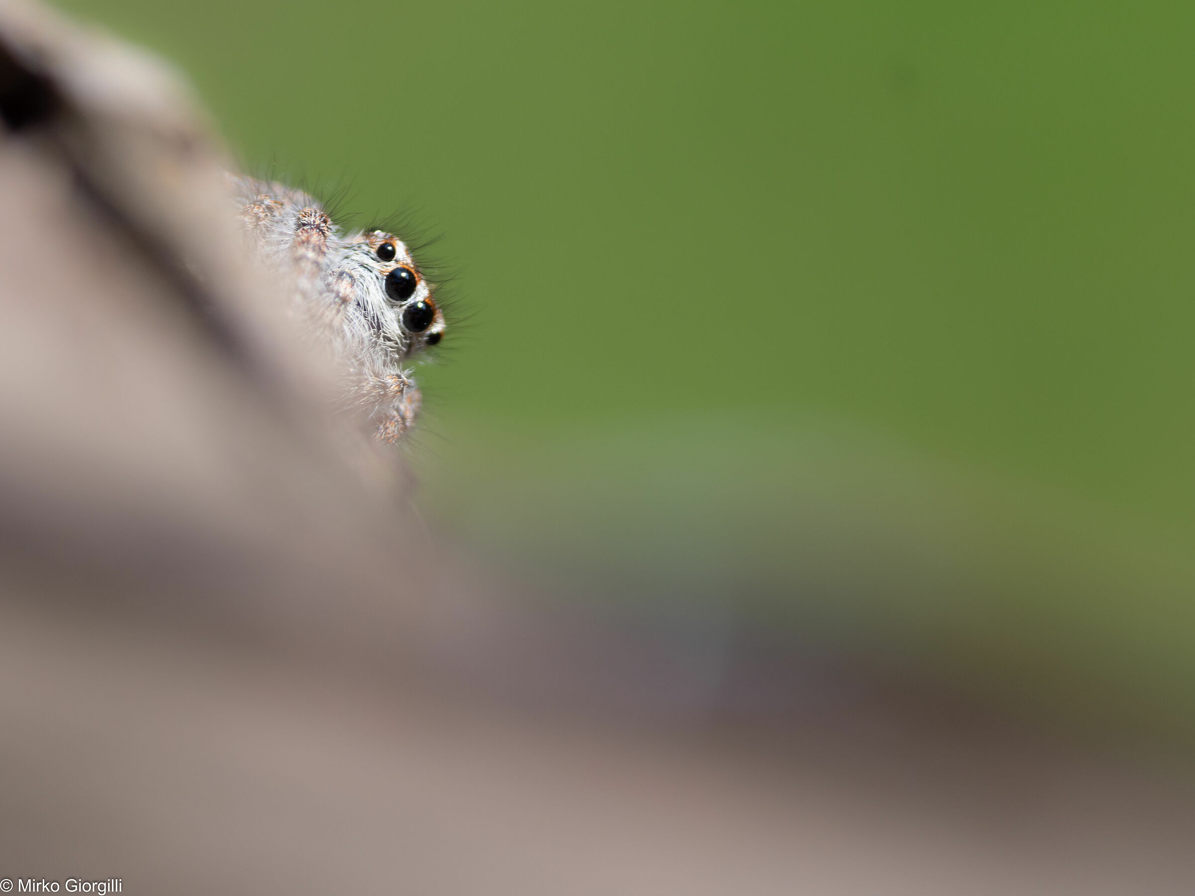 A spy in the home garden