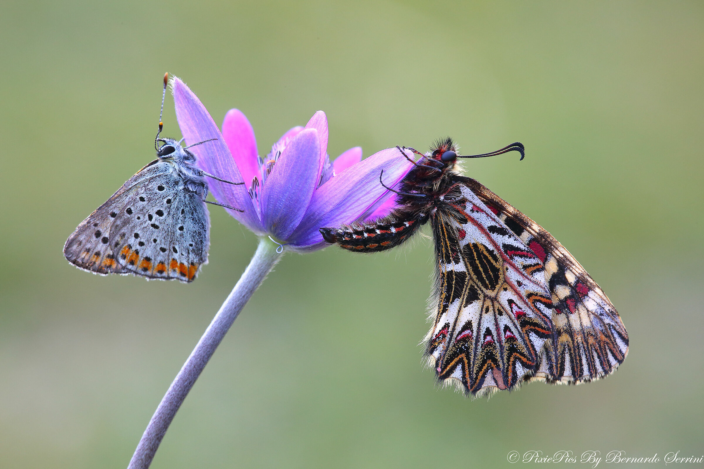 Zerynthia Polyxena in pairs