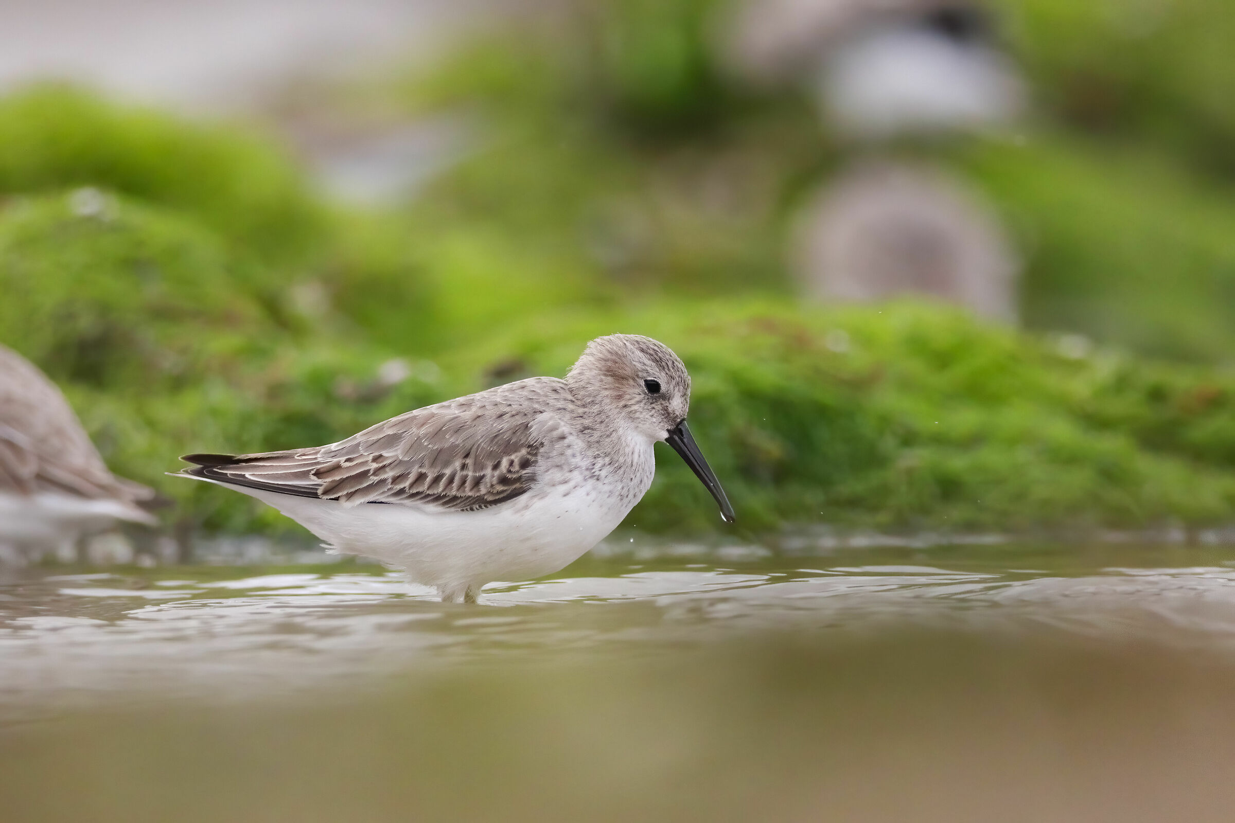 Black belly piovanello