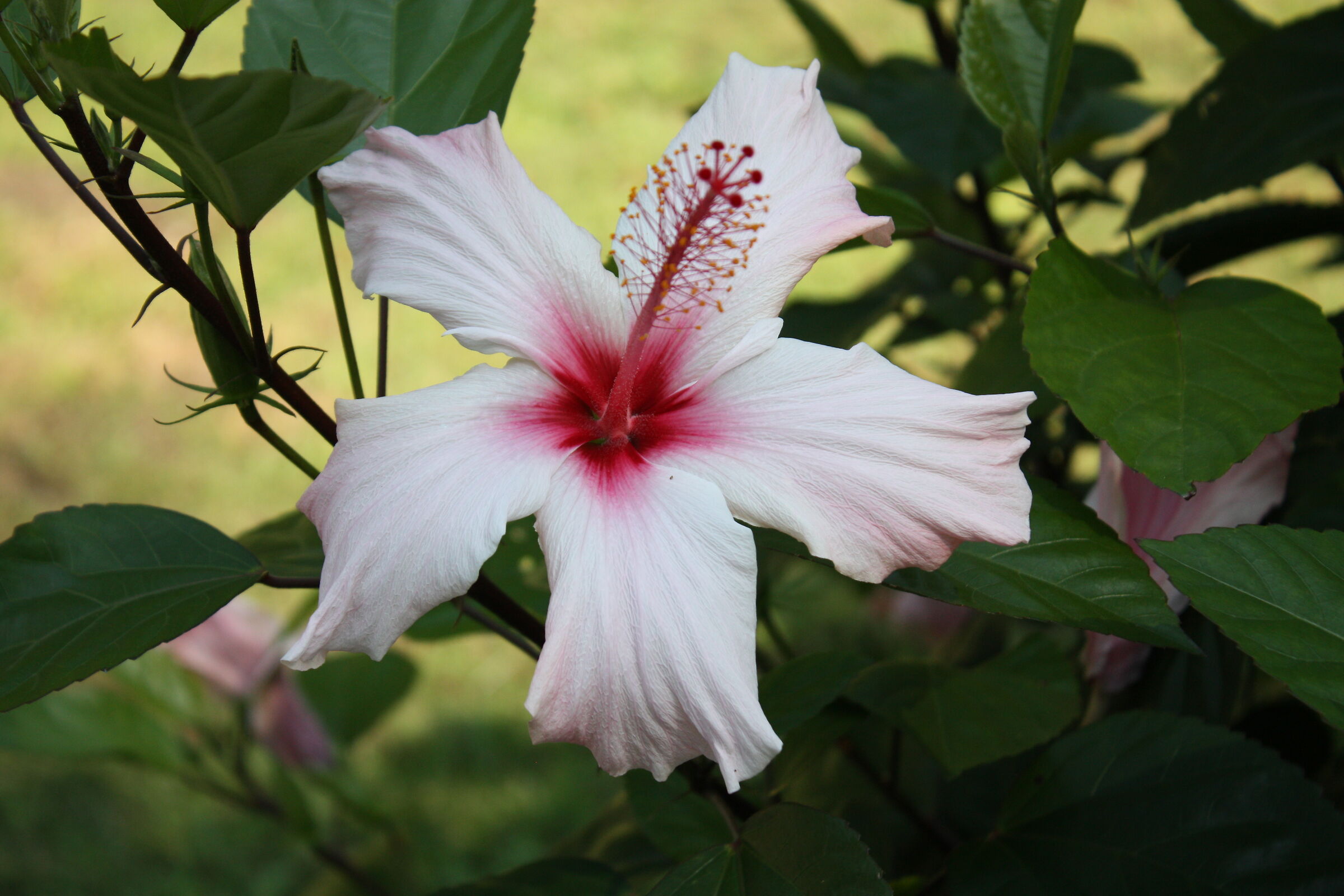 Dalia Cactus Nana - Verbania