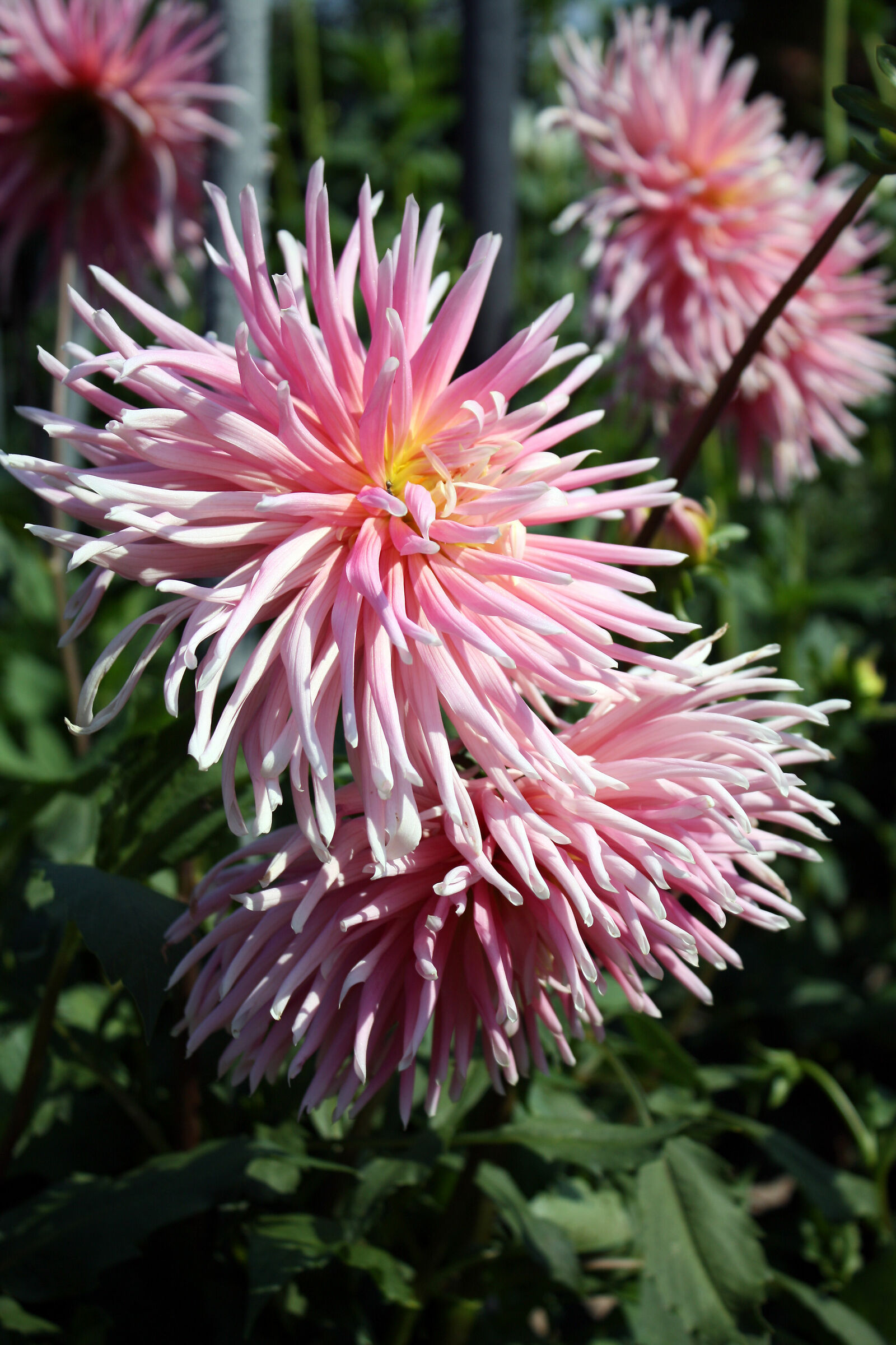 Dalia cactus nana Park Princess Verbania