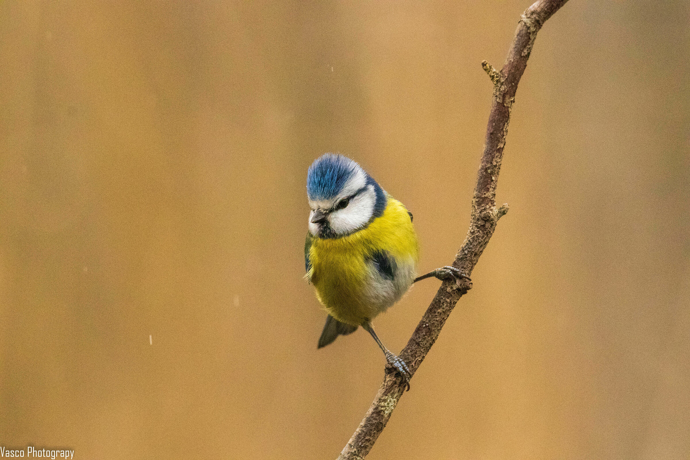 Cinciarella versione punk/rock