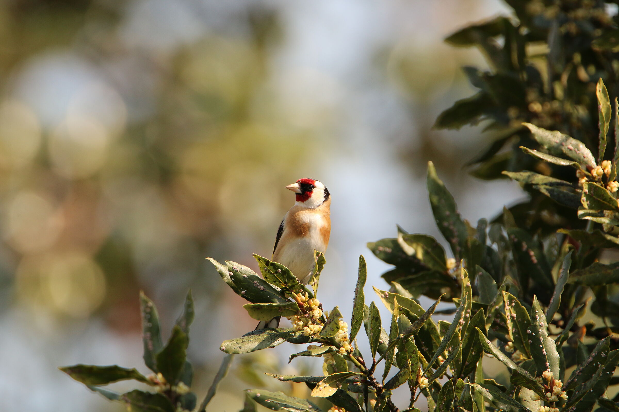 Carduelis