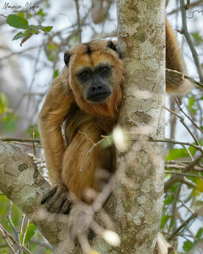 Alouatta caraya