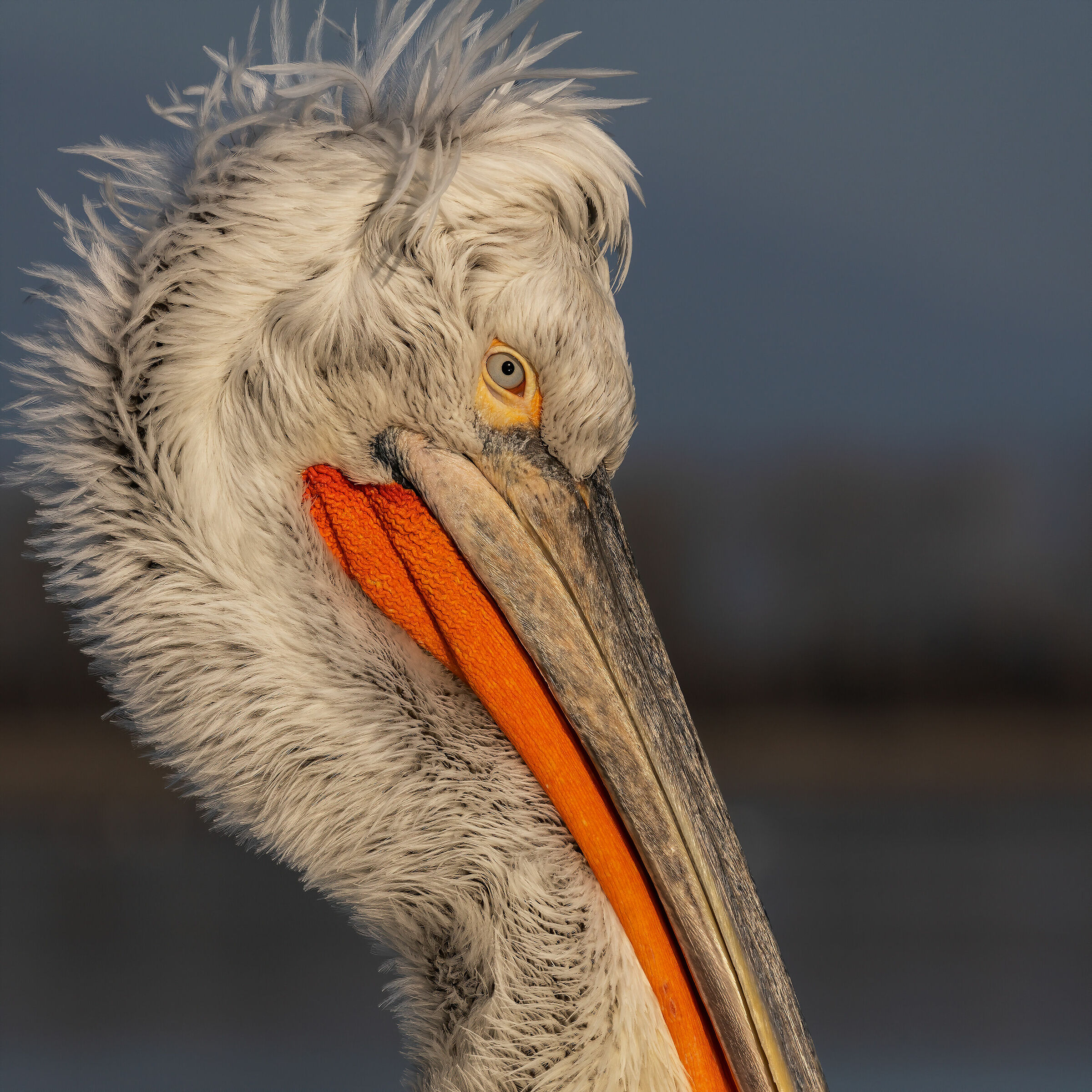 Every hedgehog on a whim...