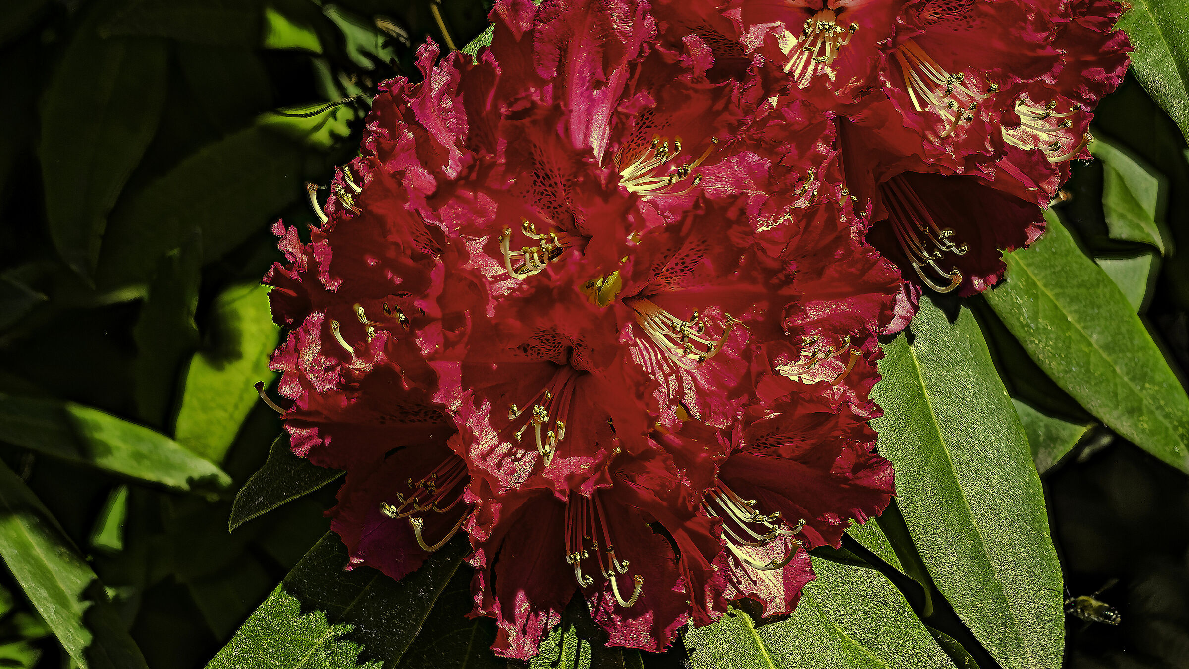 Fly, fly, fly, fly, fly the Maia bee