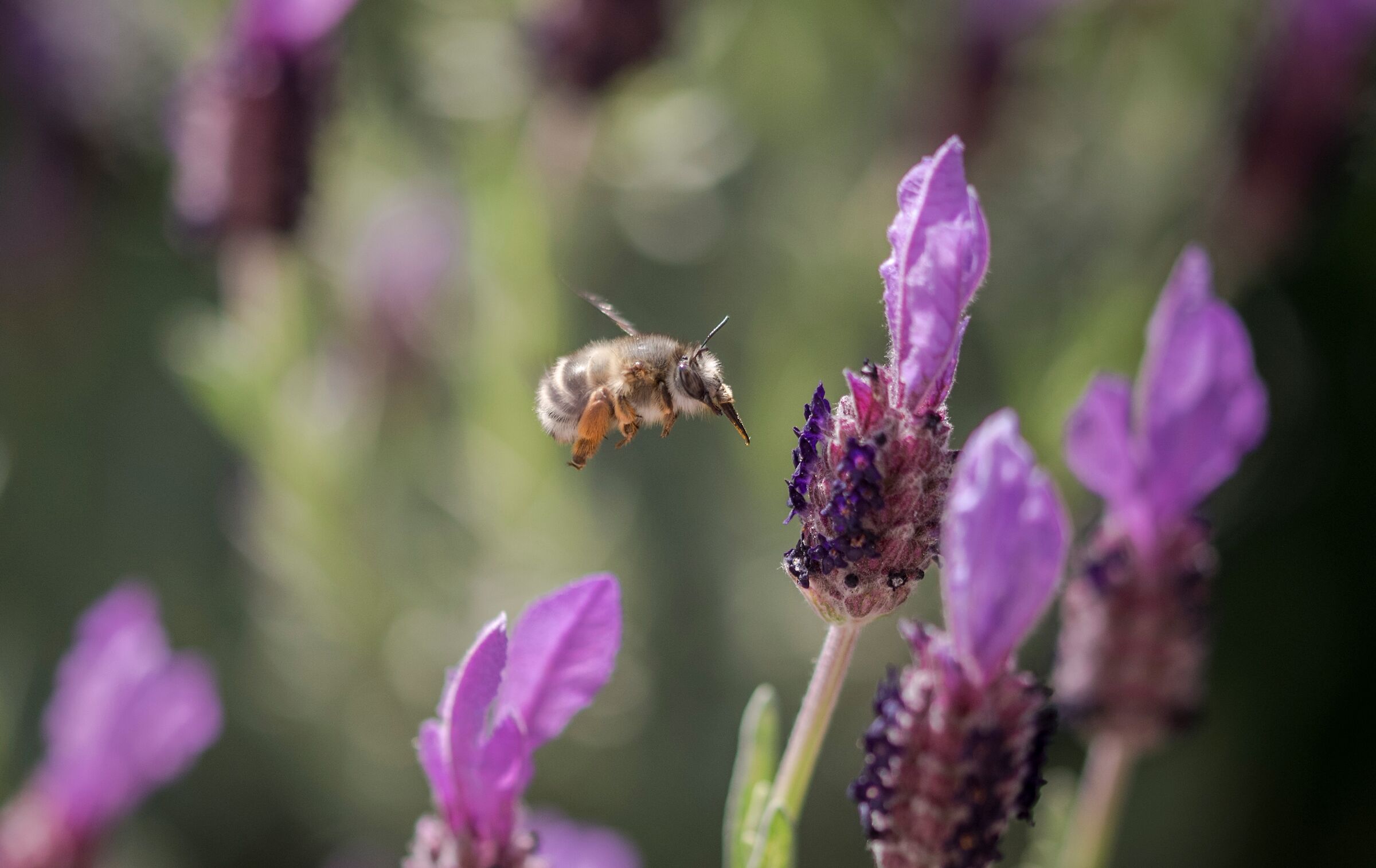 Anthophora sp. e lavanda