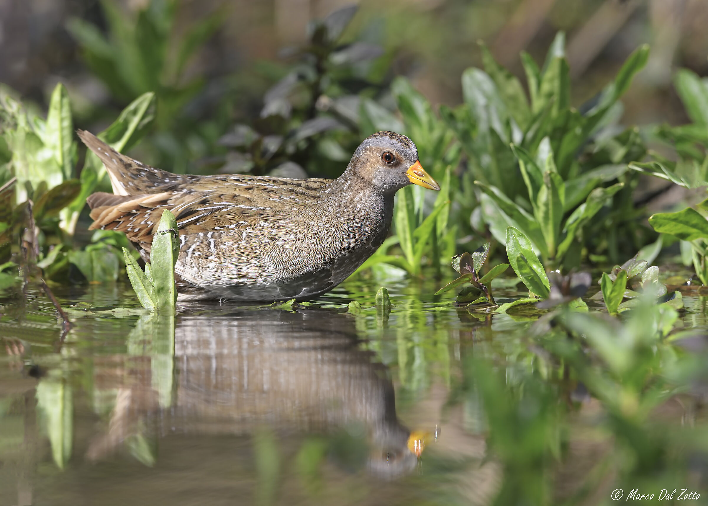 Voltolino di passaggio