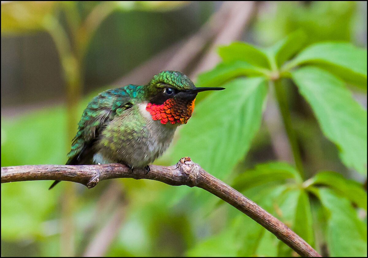 Ruby-Throated Humingbird