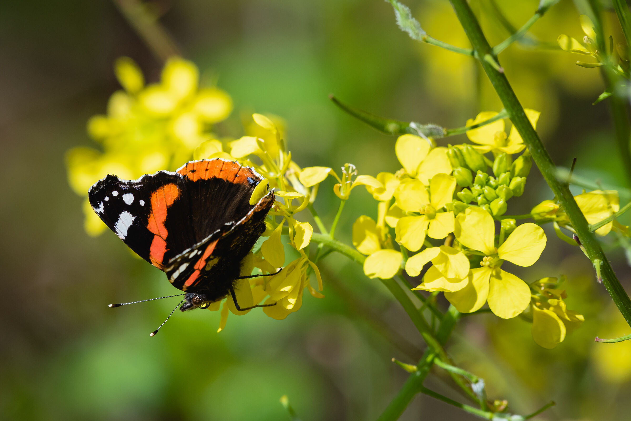 BUTTERFLY IN QUARANTINE