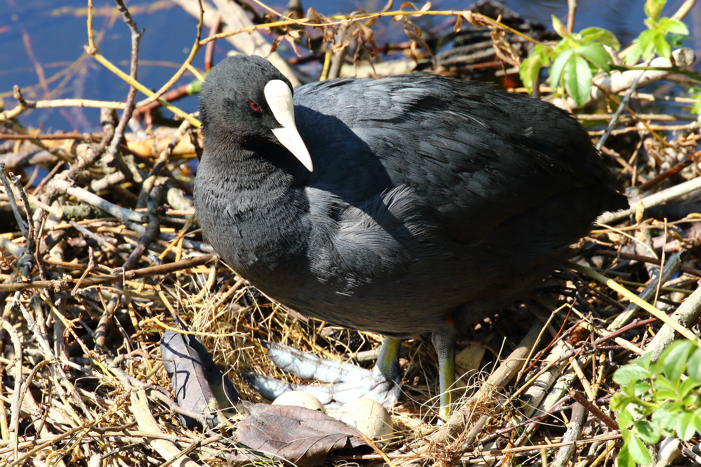 Covata in progress, odds 2