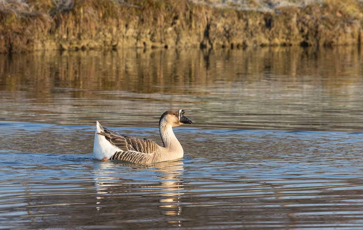 African Goose