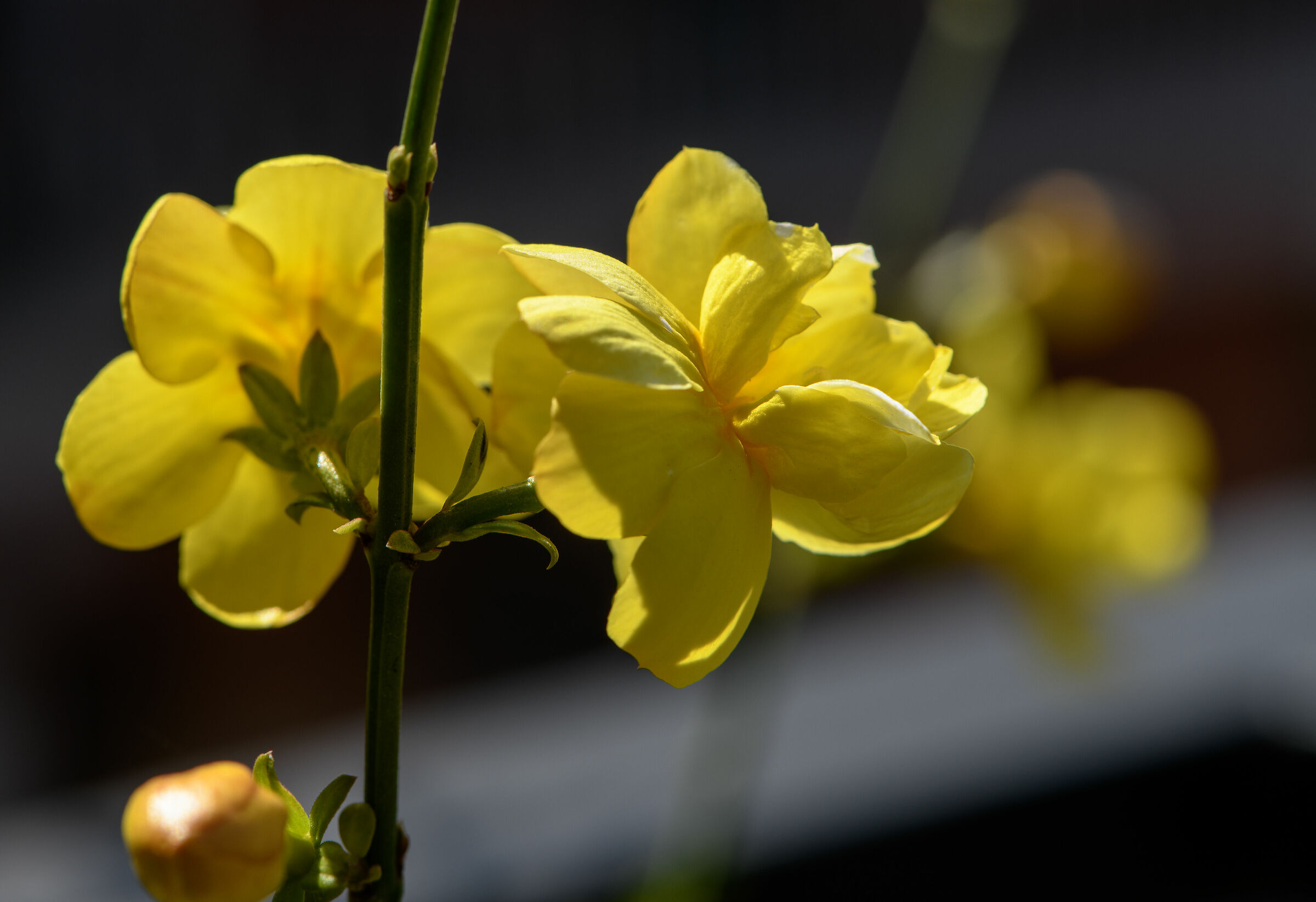 Broom flower on my balcony