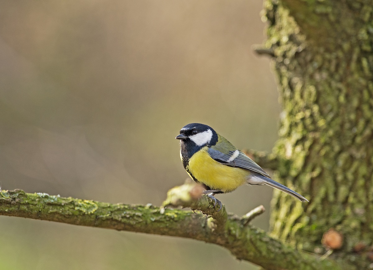 Great Tit