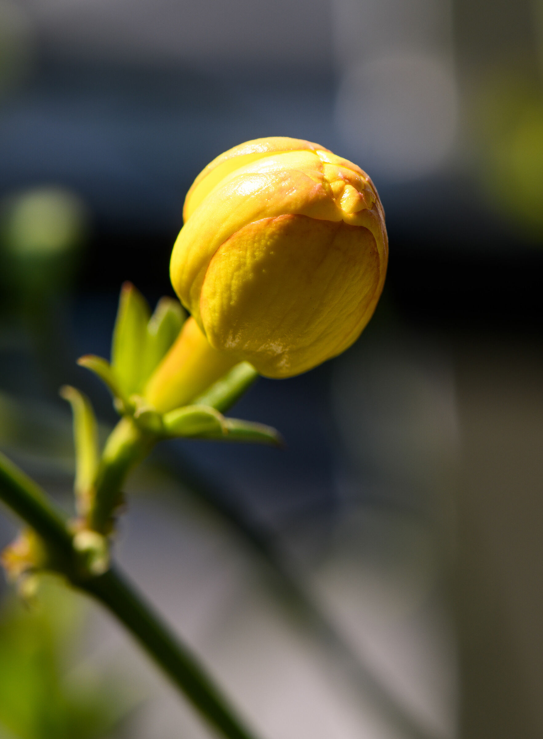 Broom blossom on my balcony