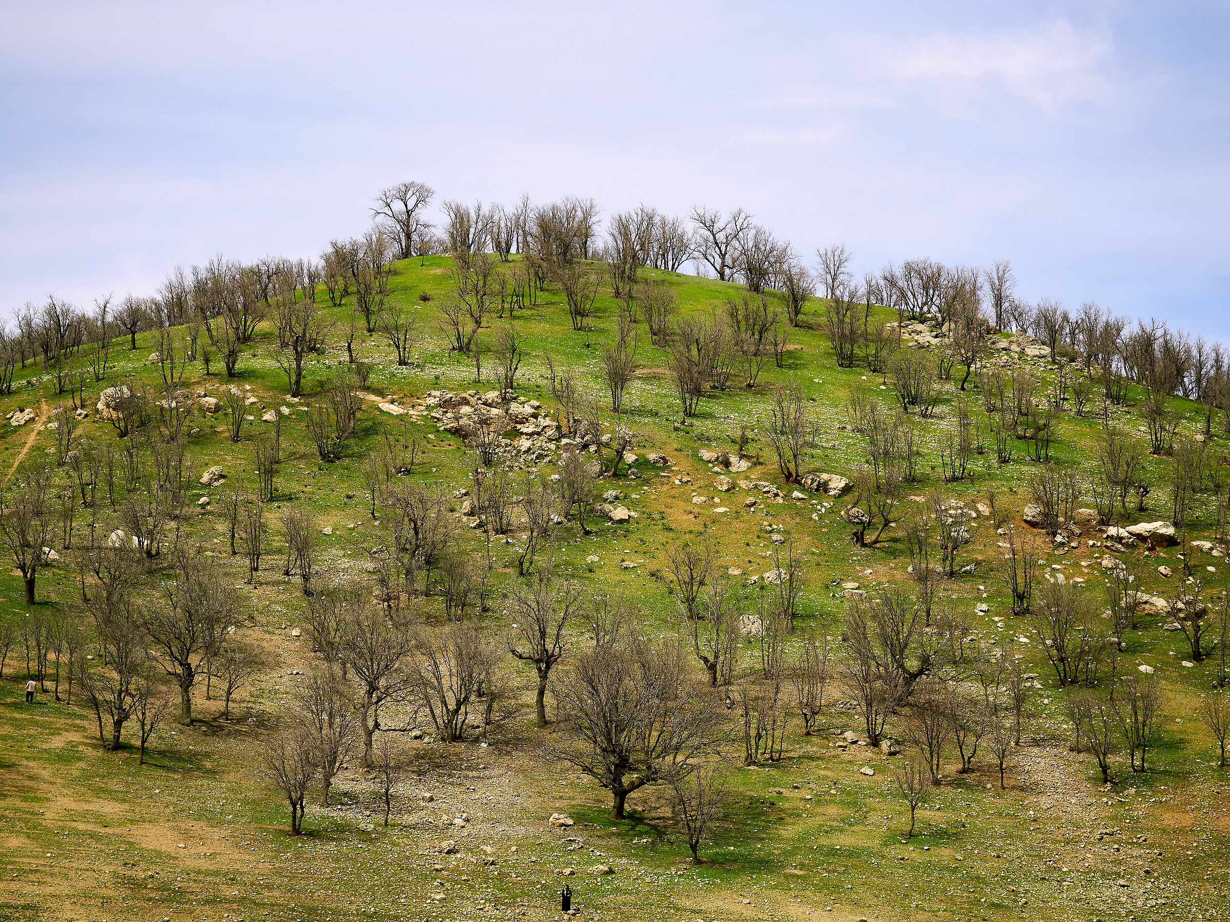 Natura dell'Iran
