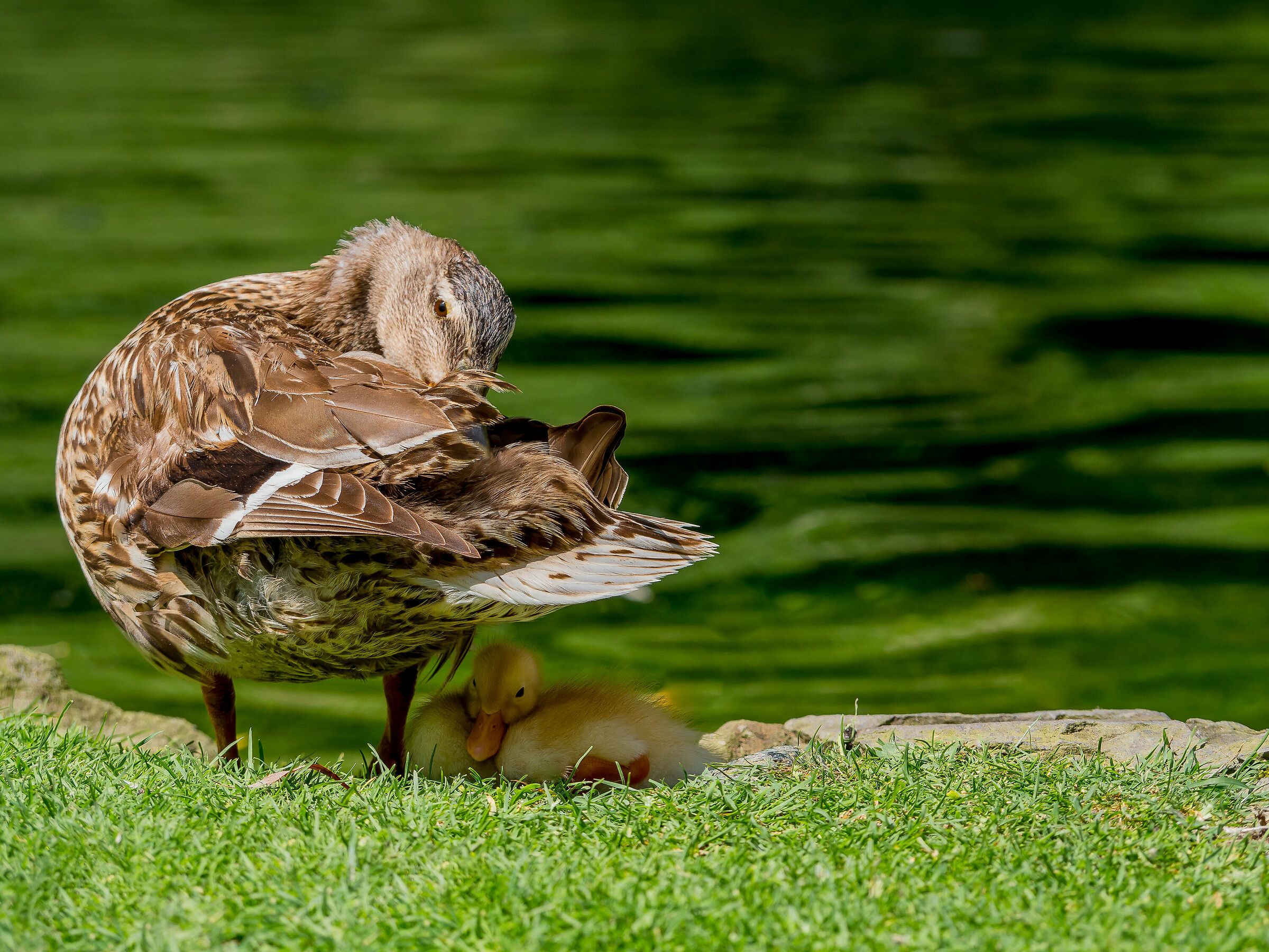 All'ombra di mamma.......