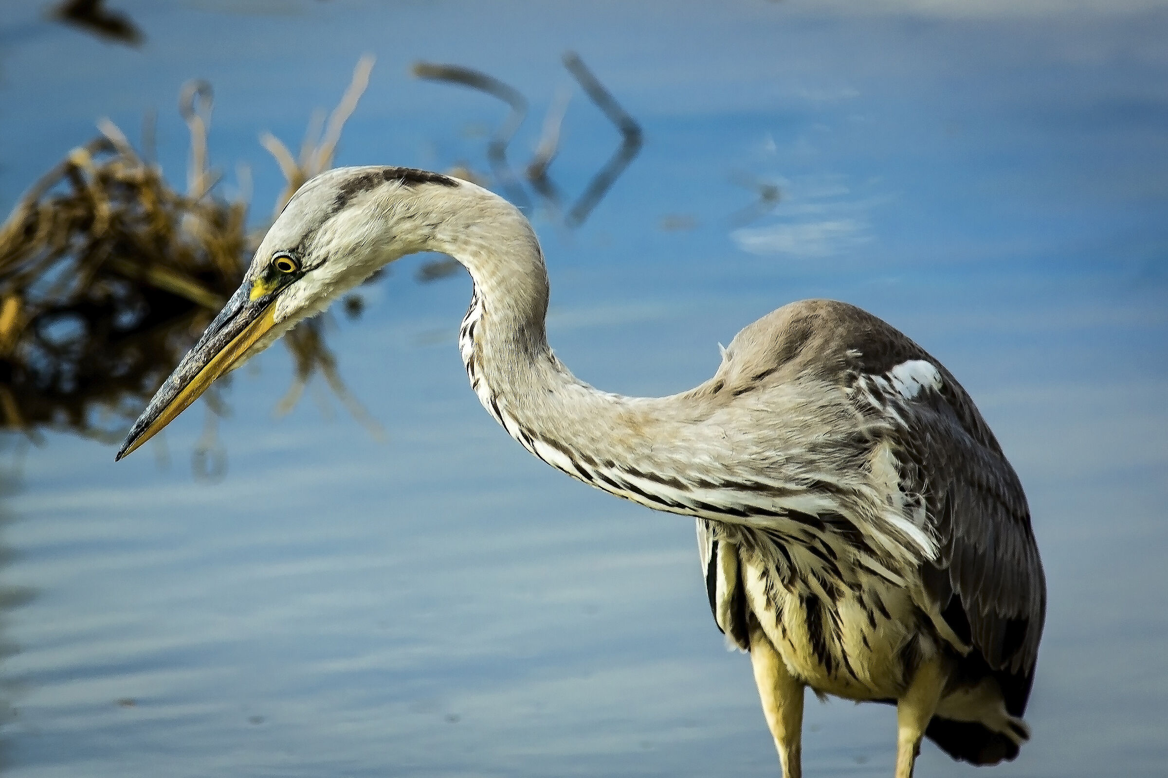 Ardea Cinerea