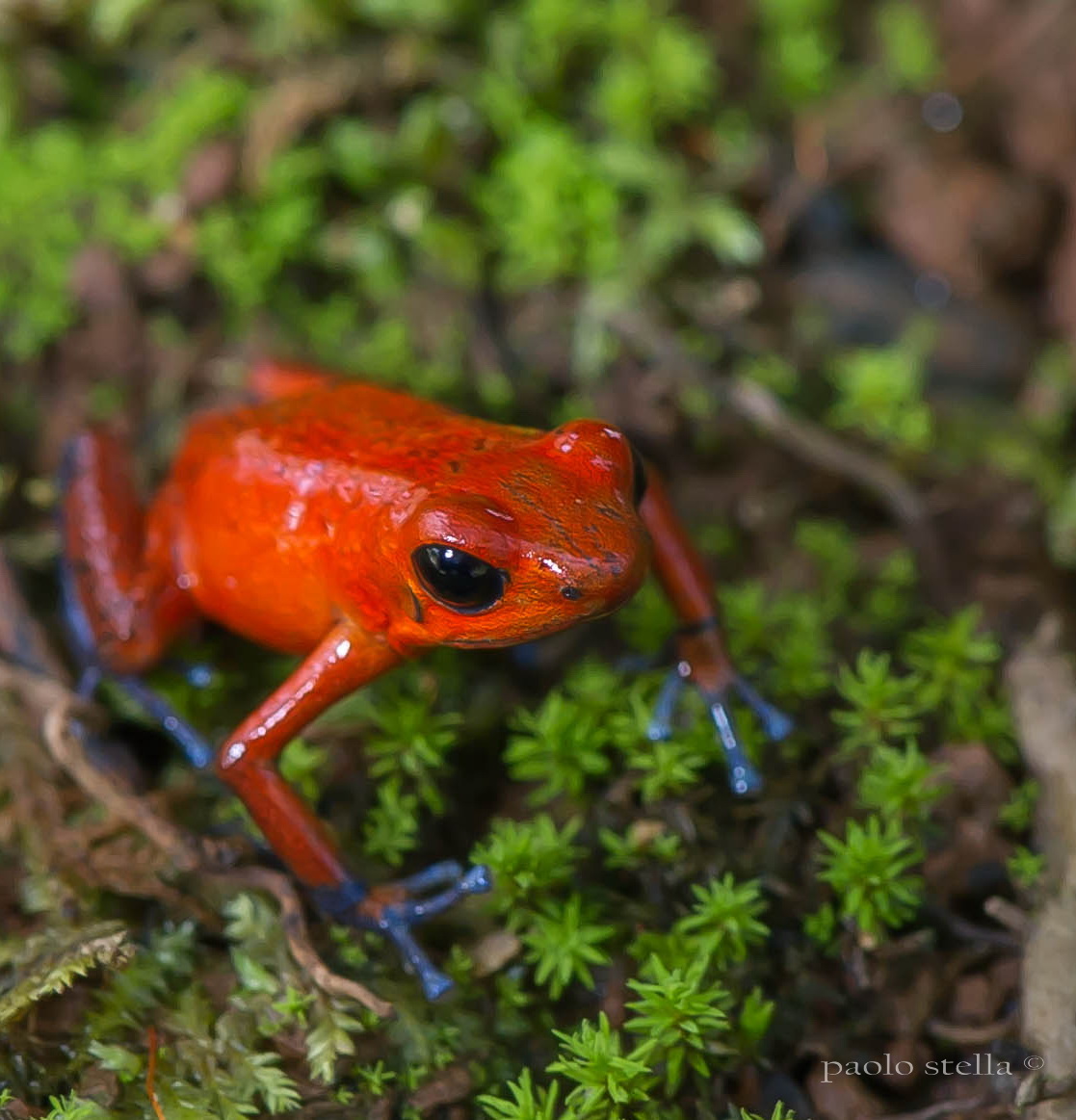 Red poison dart frog
