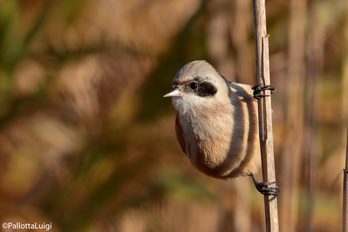 Pendolino (Remiz pendulinus)