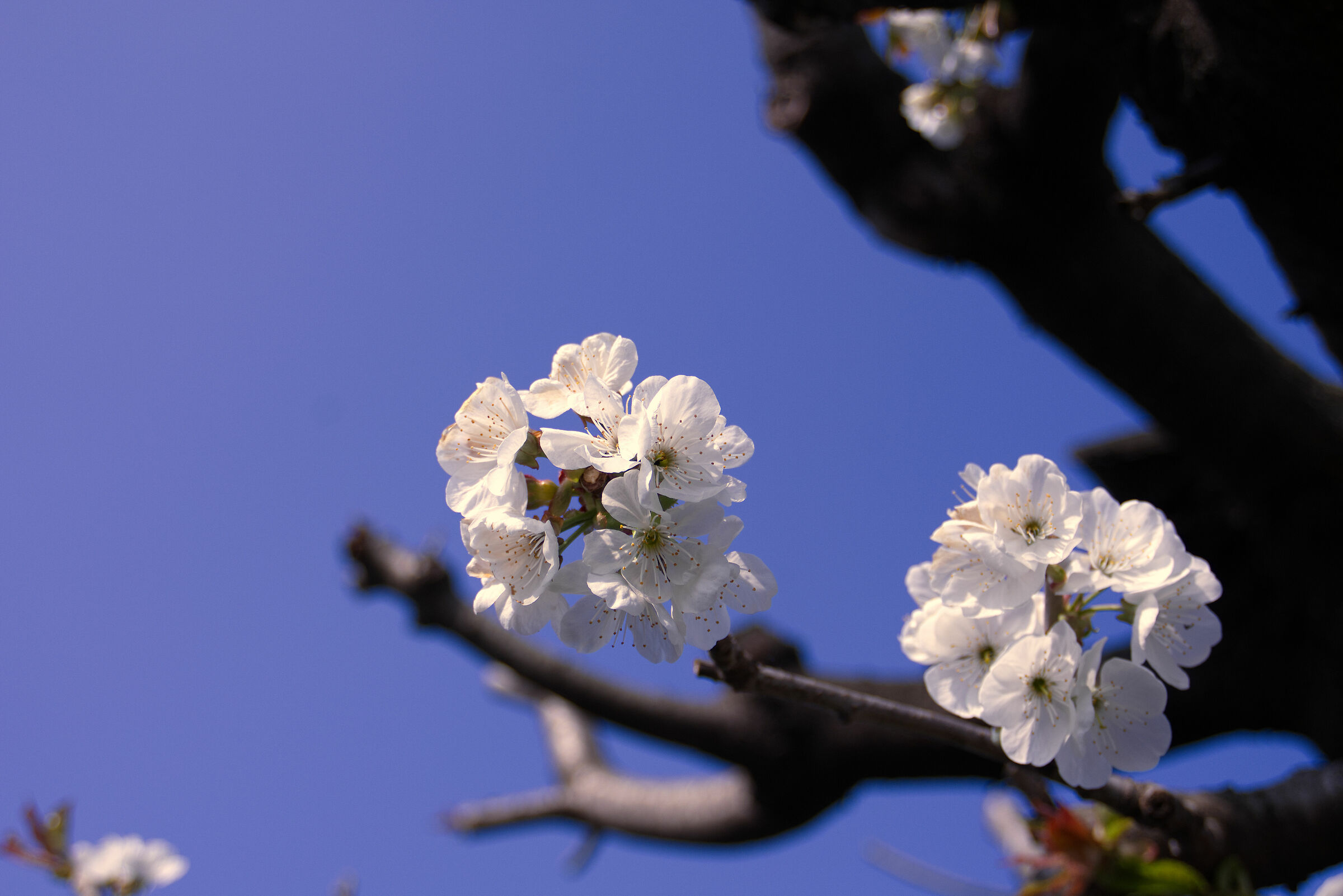 Cherry blossoms