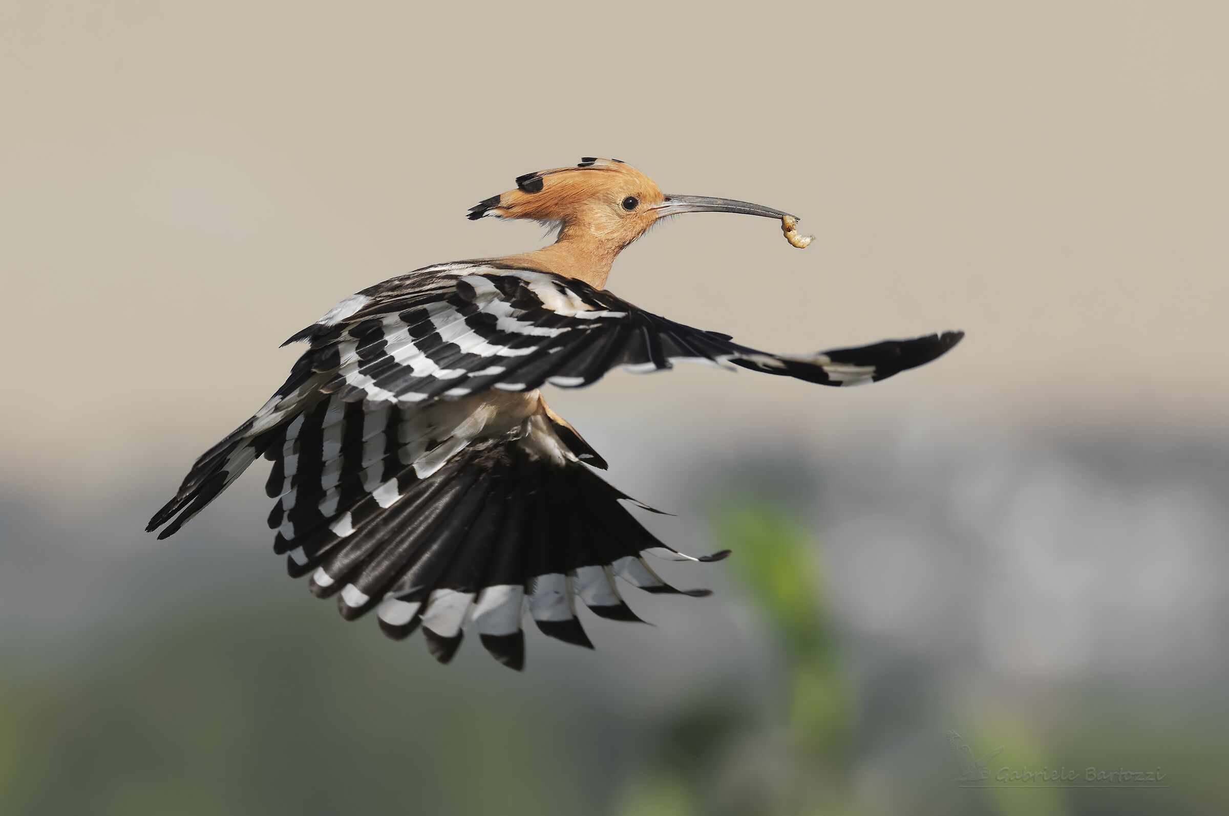 Hoopoe