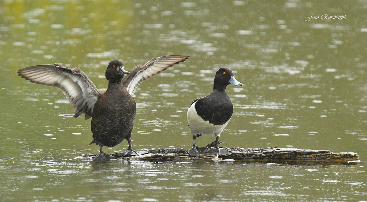 Morette... In the rain...