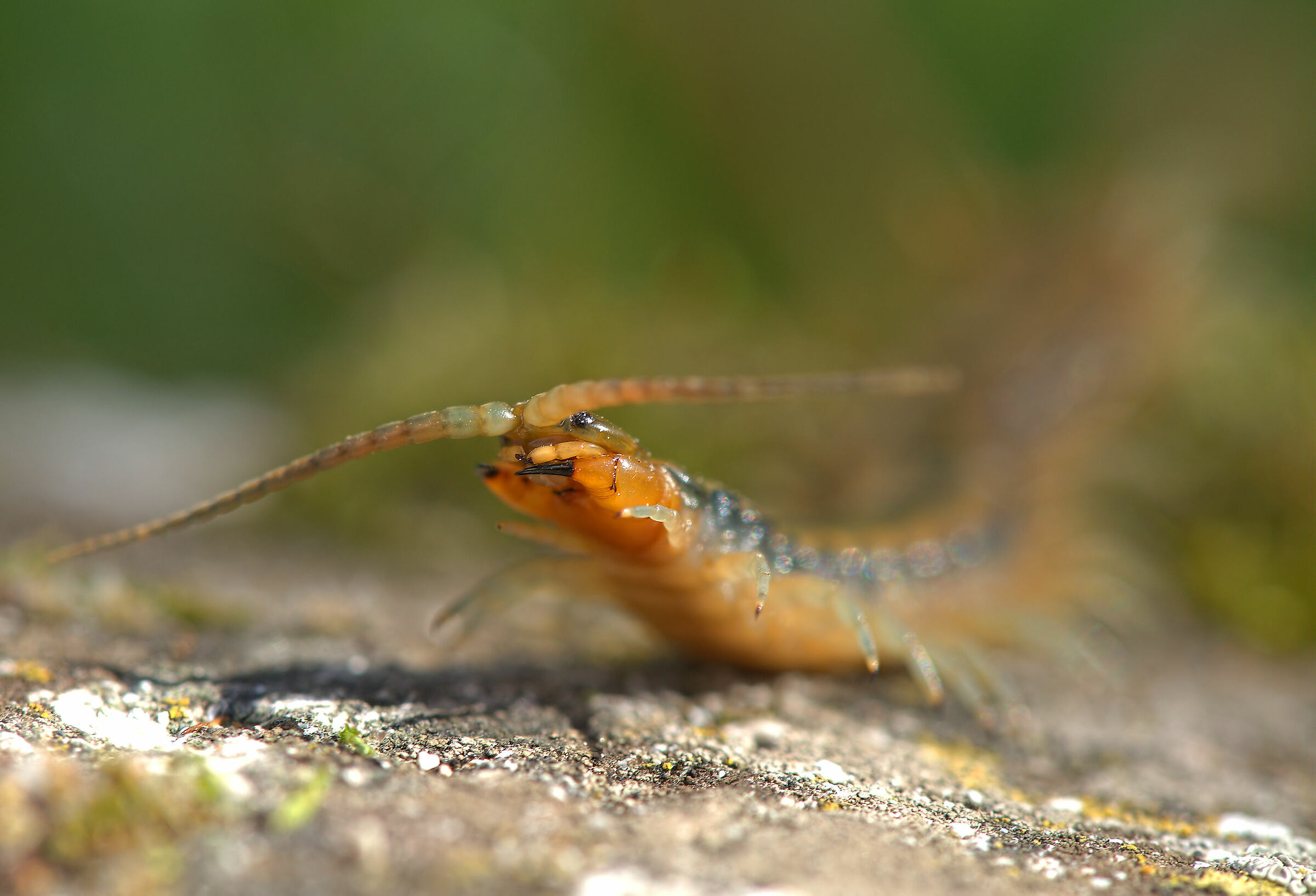 Tracked Scolopendra