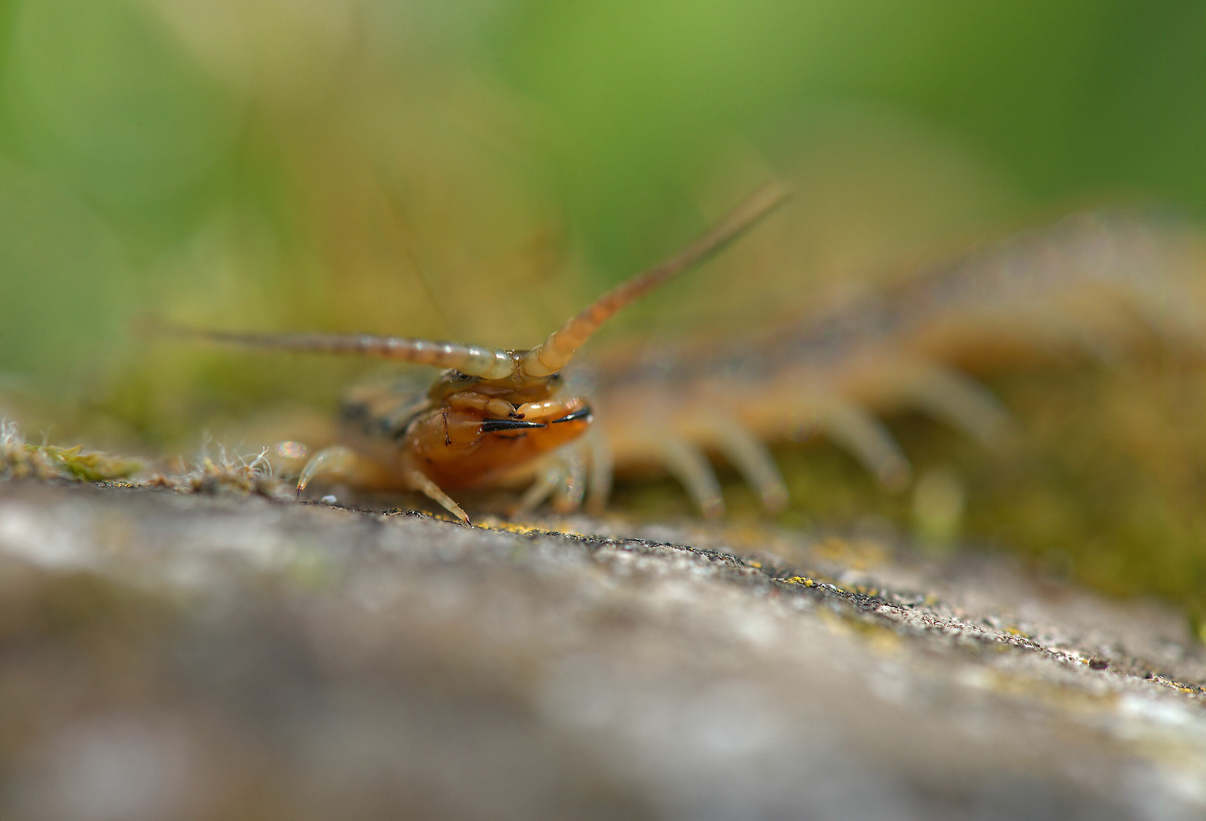 Tracked Scolopendra