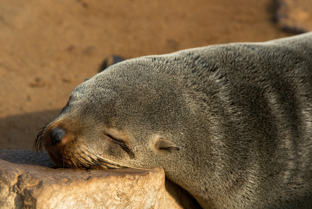 nap at Cape Cross