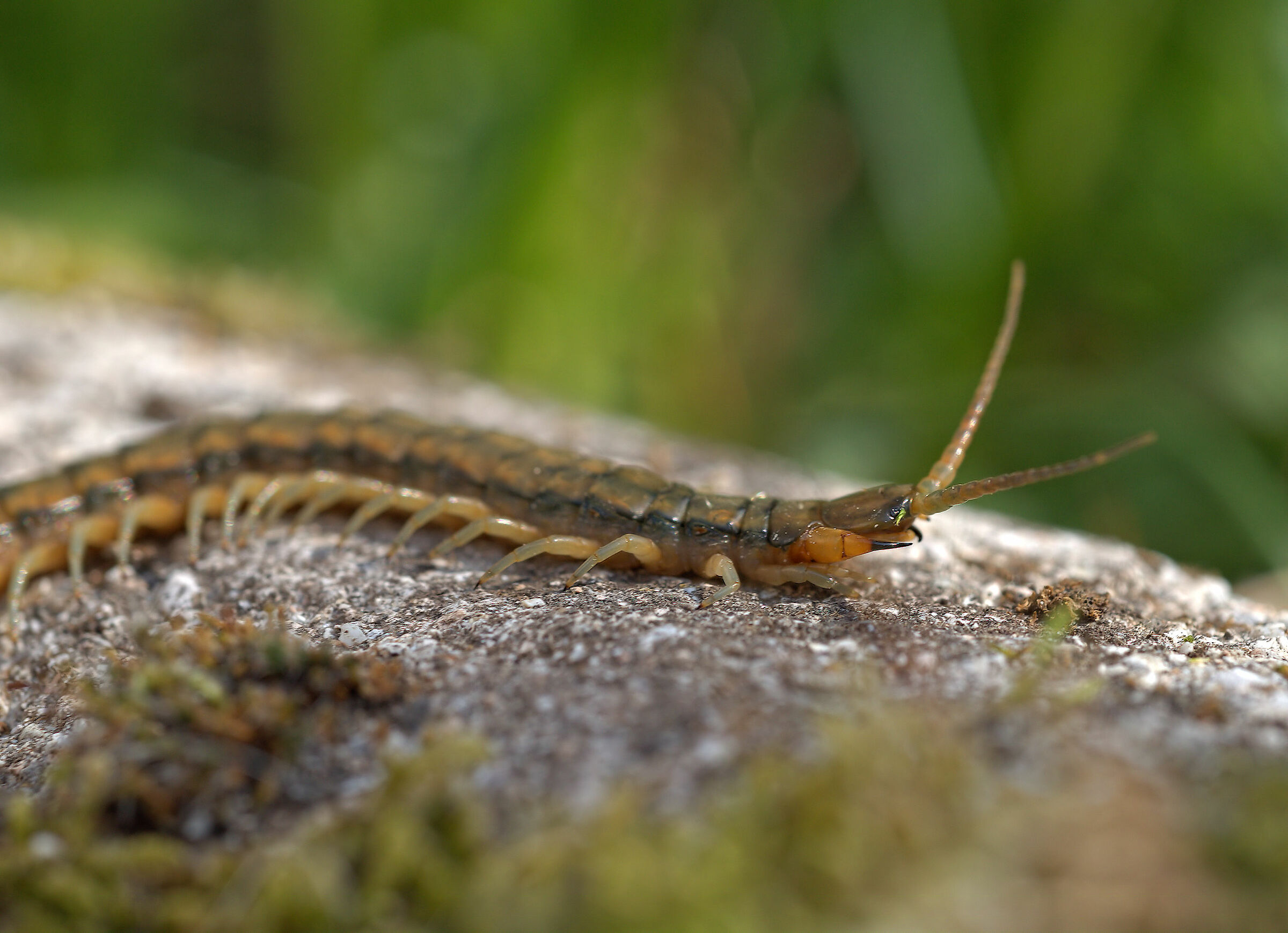 Tracked Scolopendra