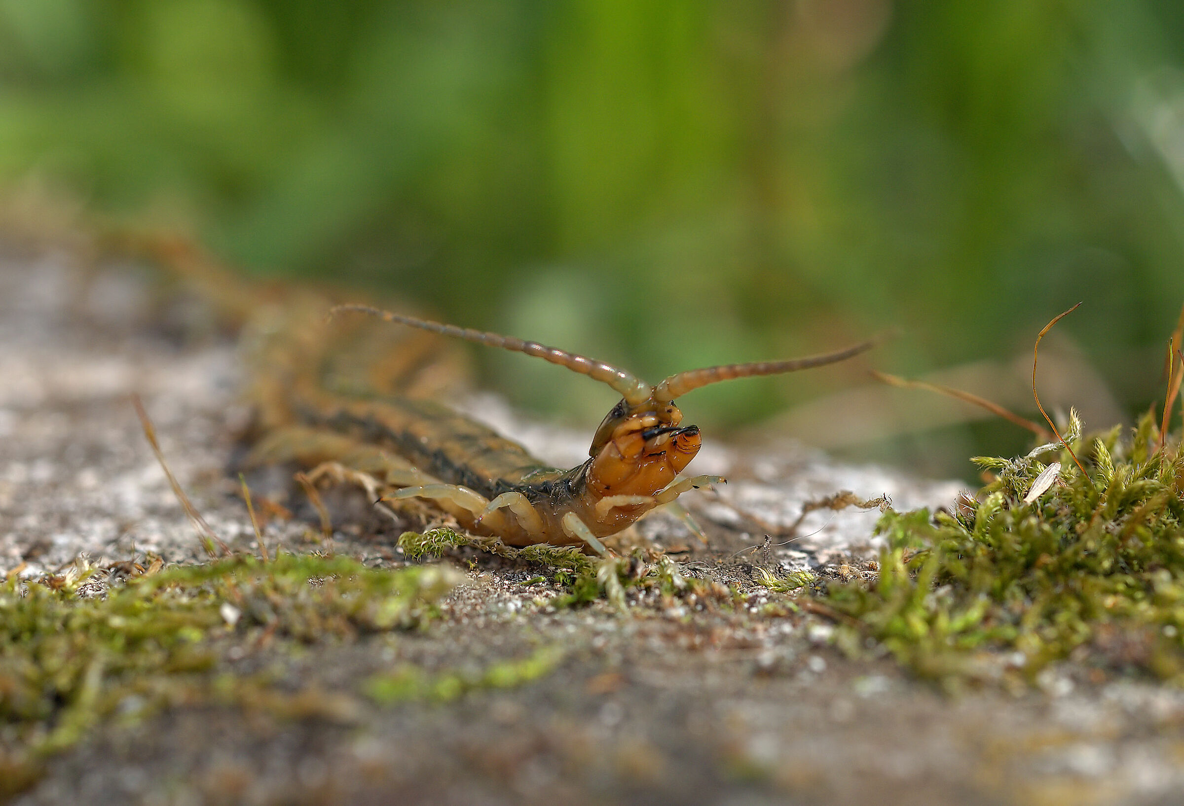 Tracked Scolopendra