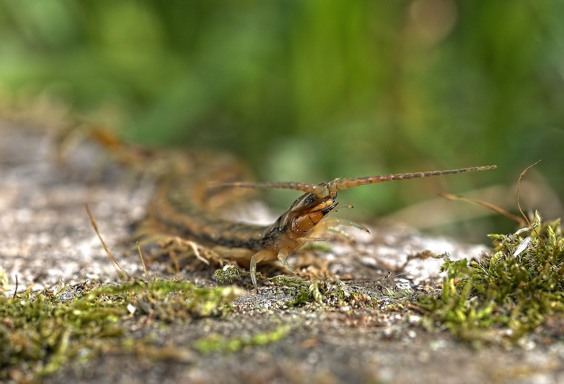 Tracked Scolopendra