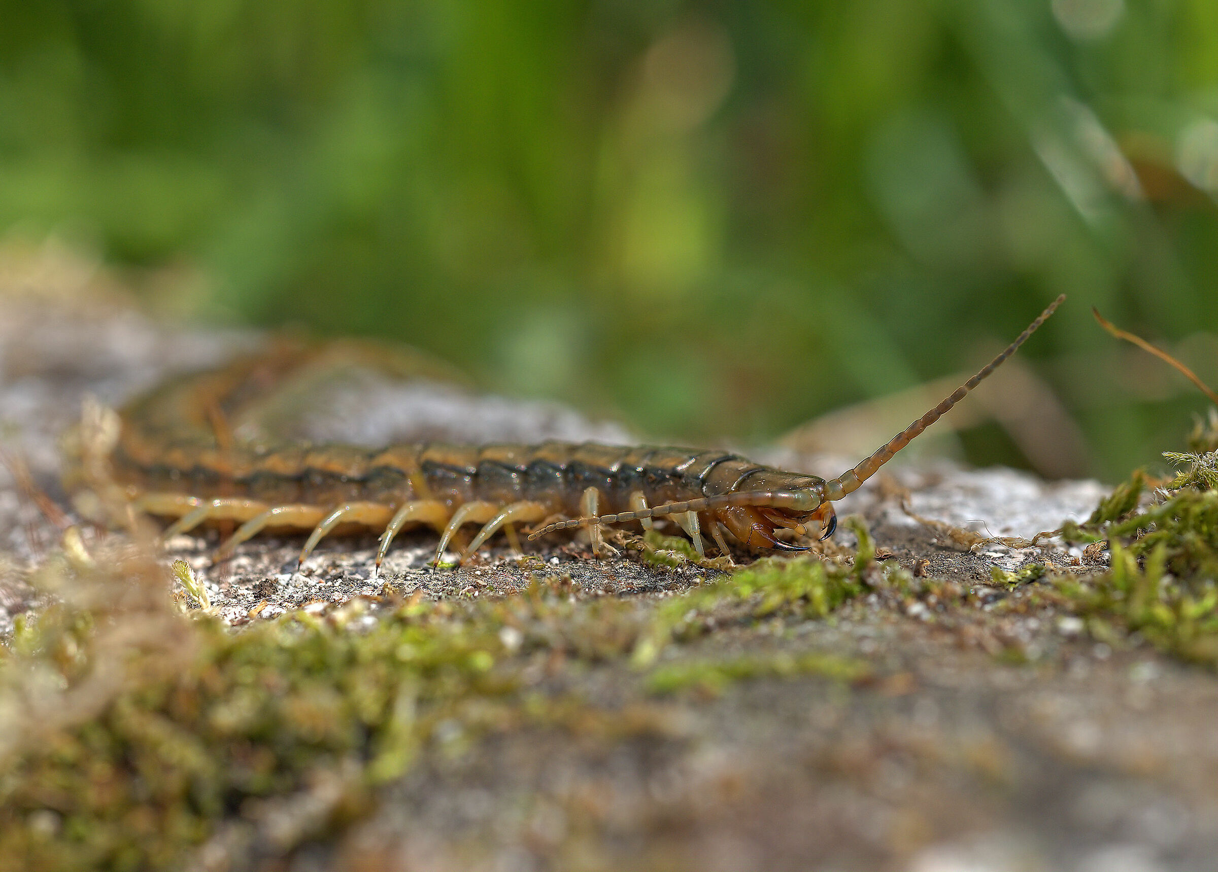 Tracked Scolopendra