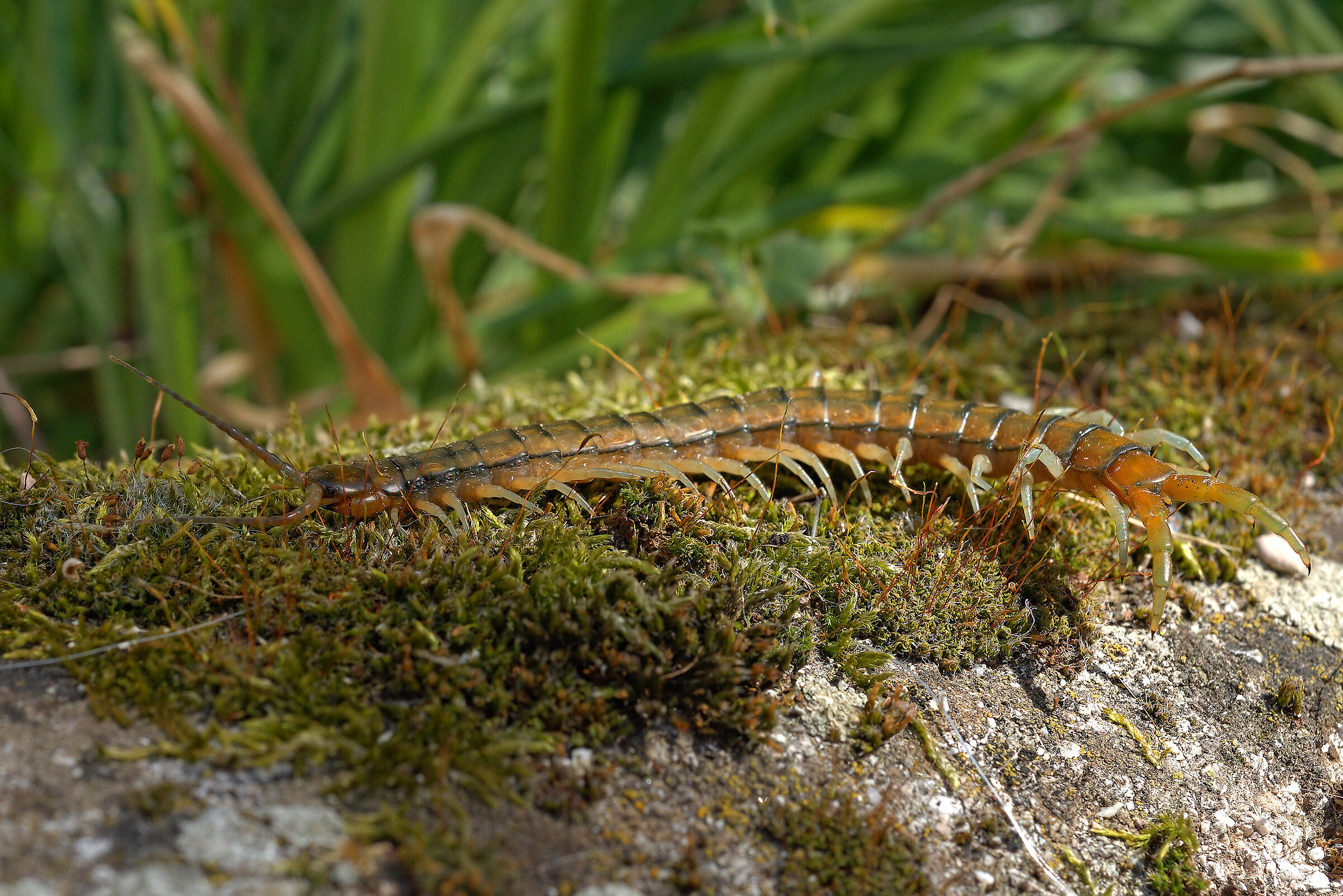 Tracked Scolopendra