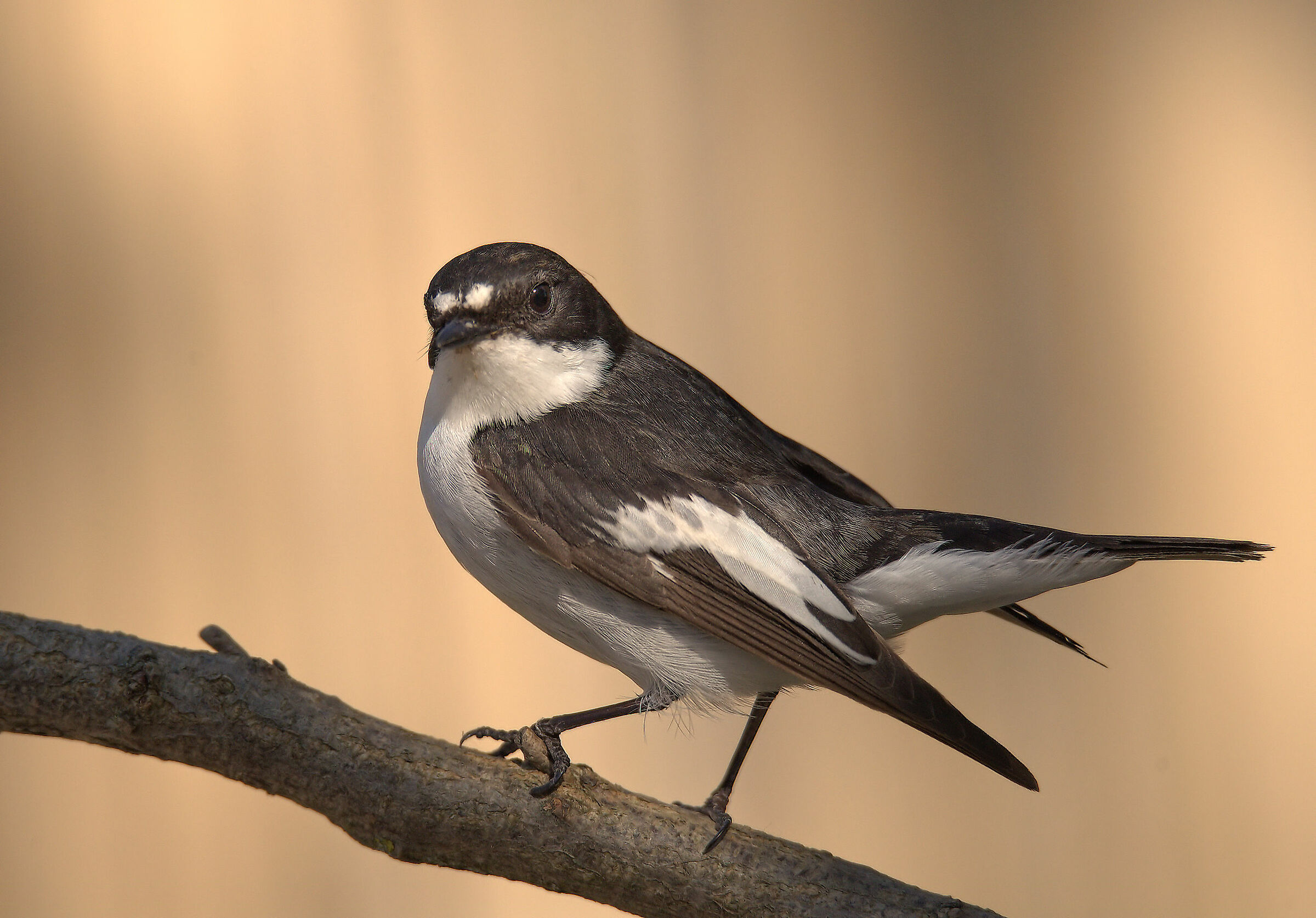 Black Robin Male
