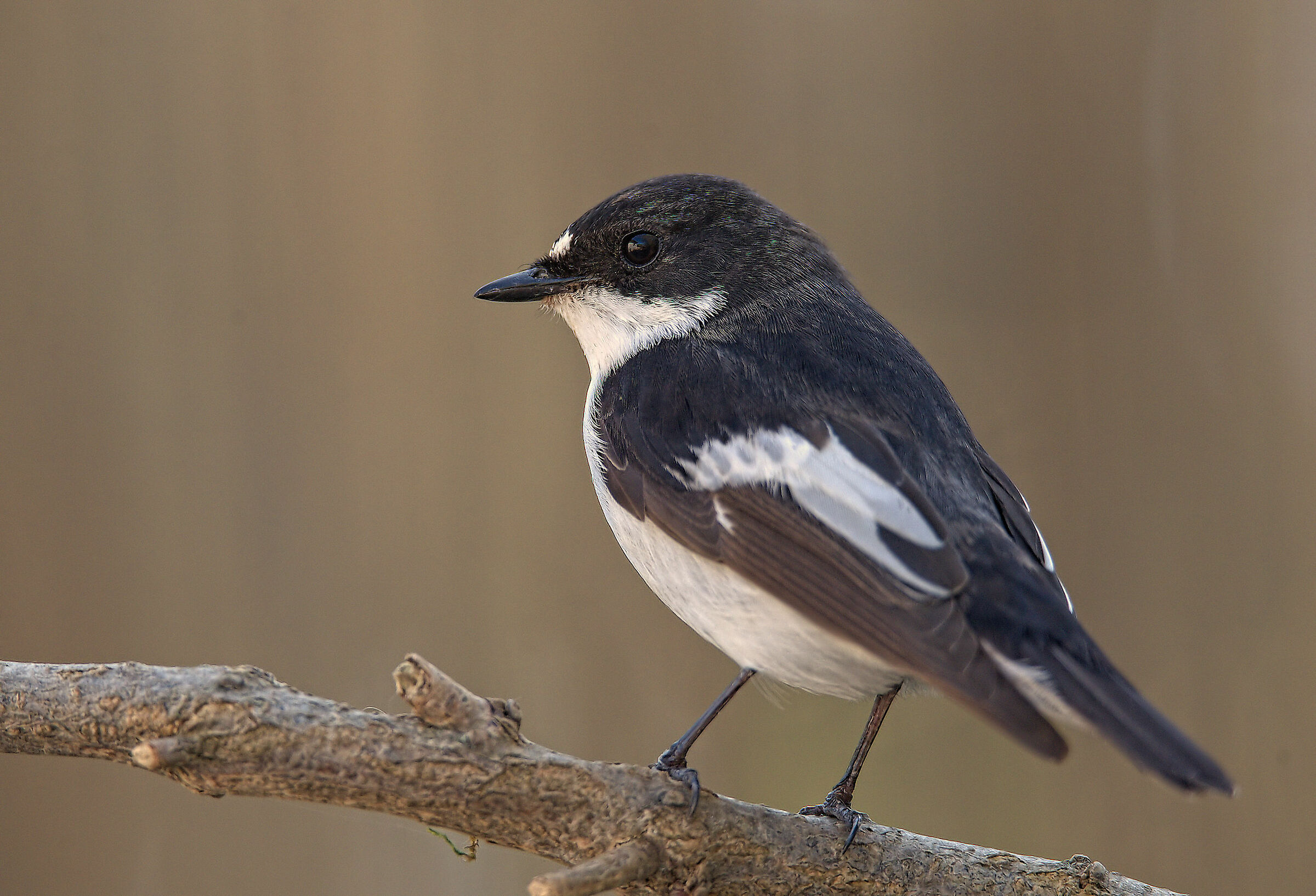 Black Robin Male