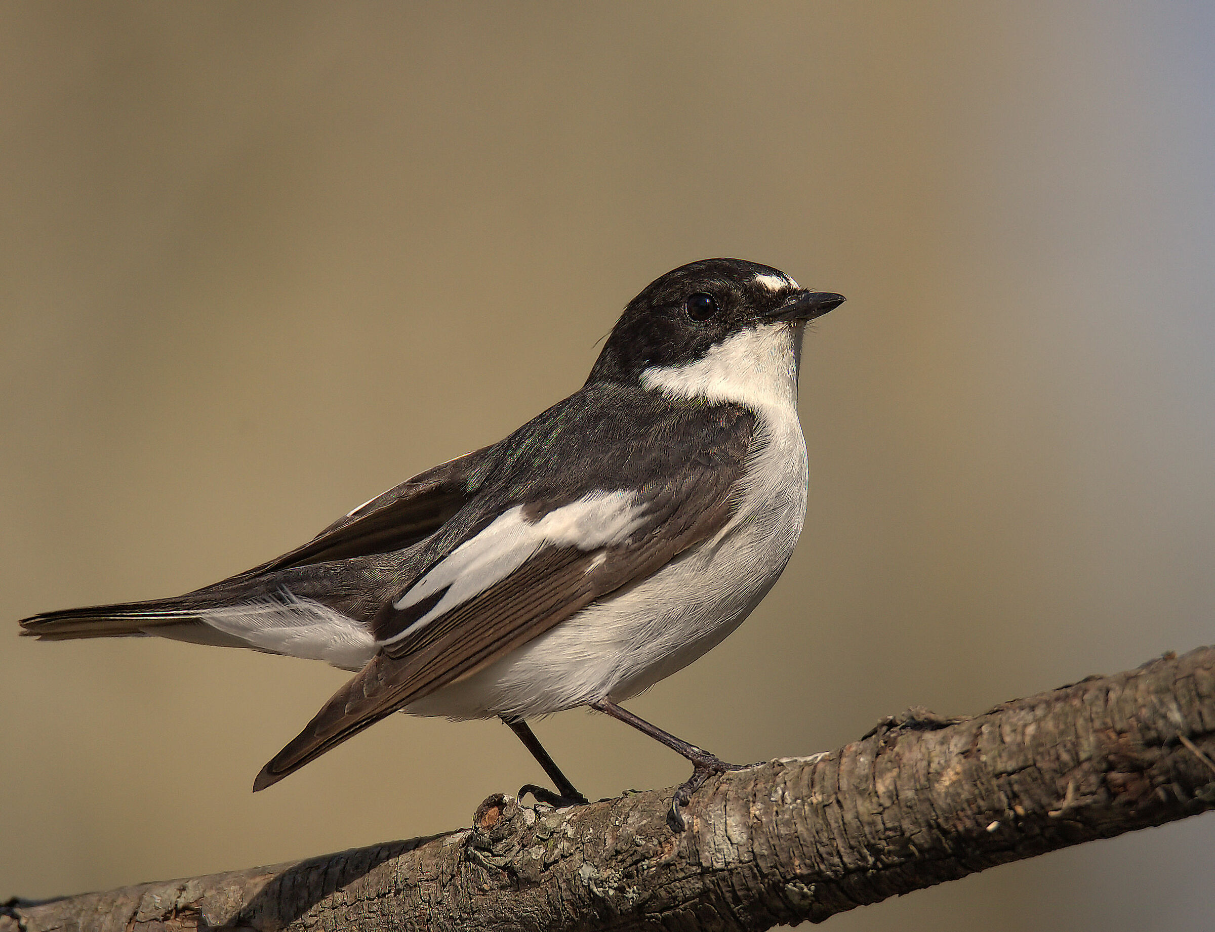 Black Robin Male