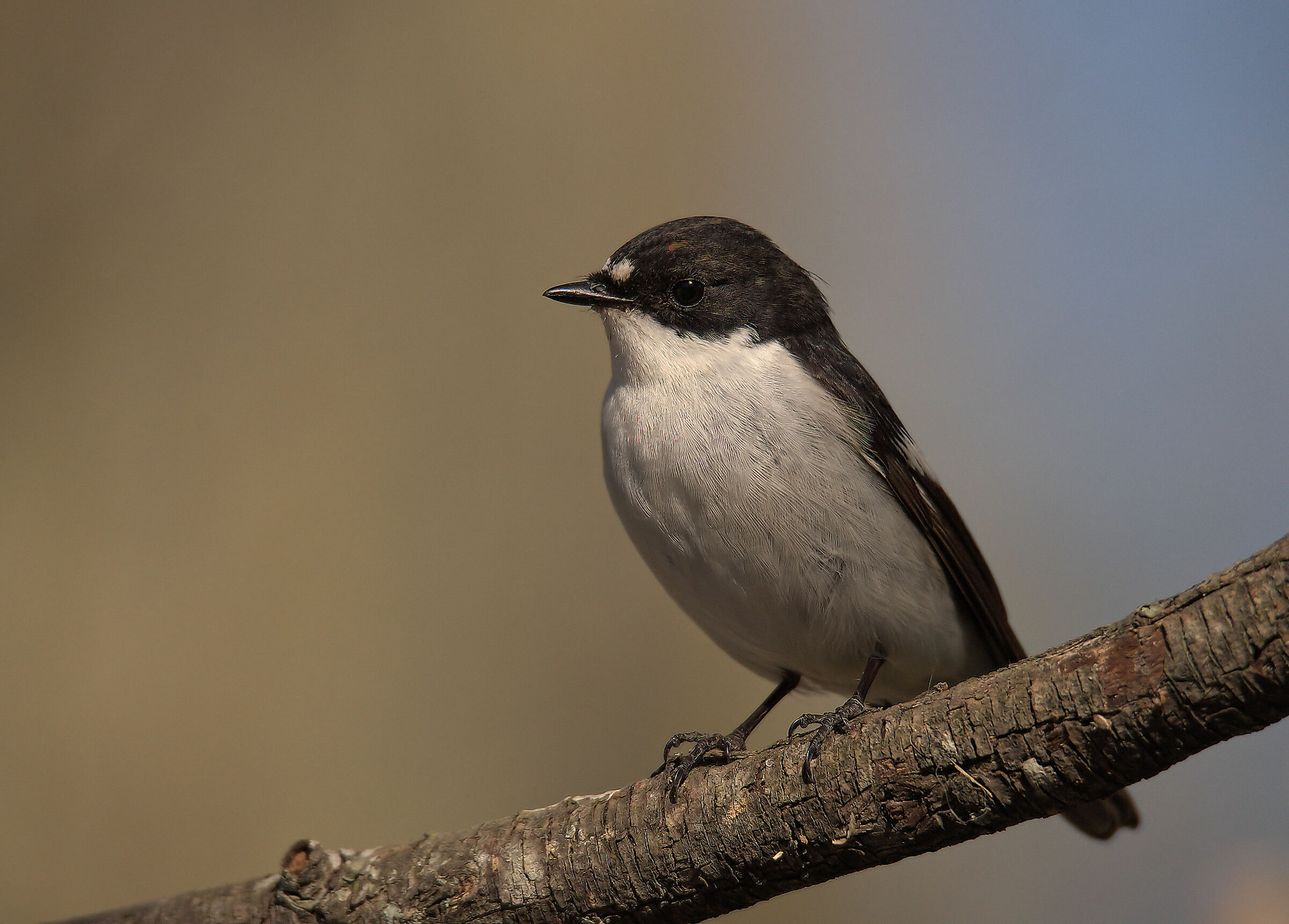 Black Robin Male