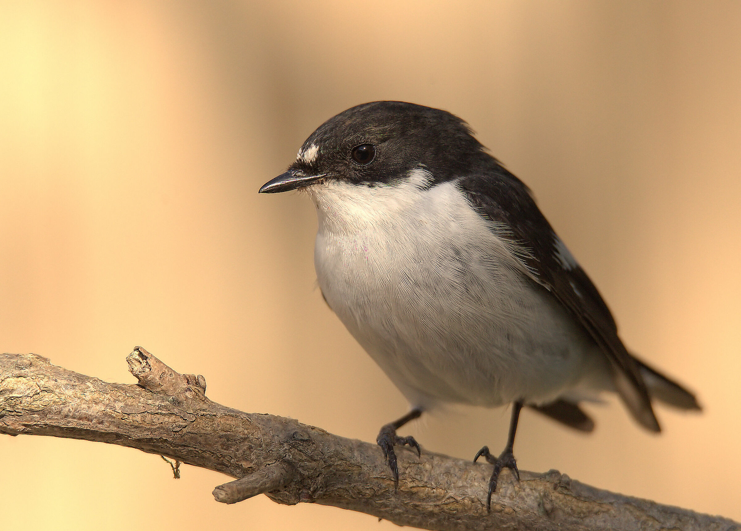 Black Robin Male