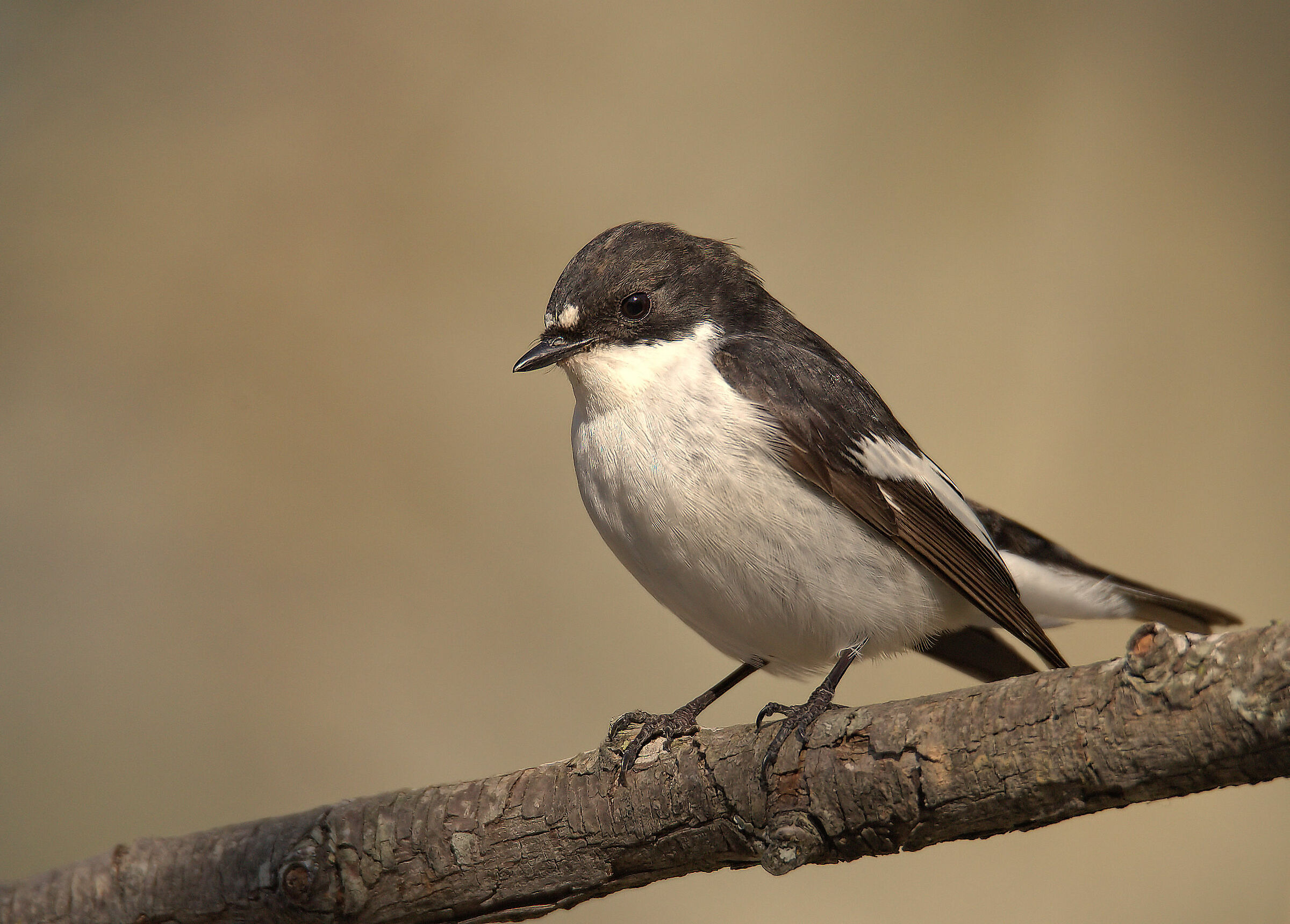 Black Robin Male