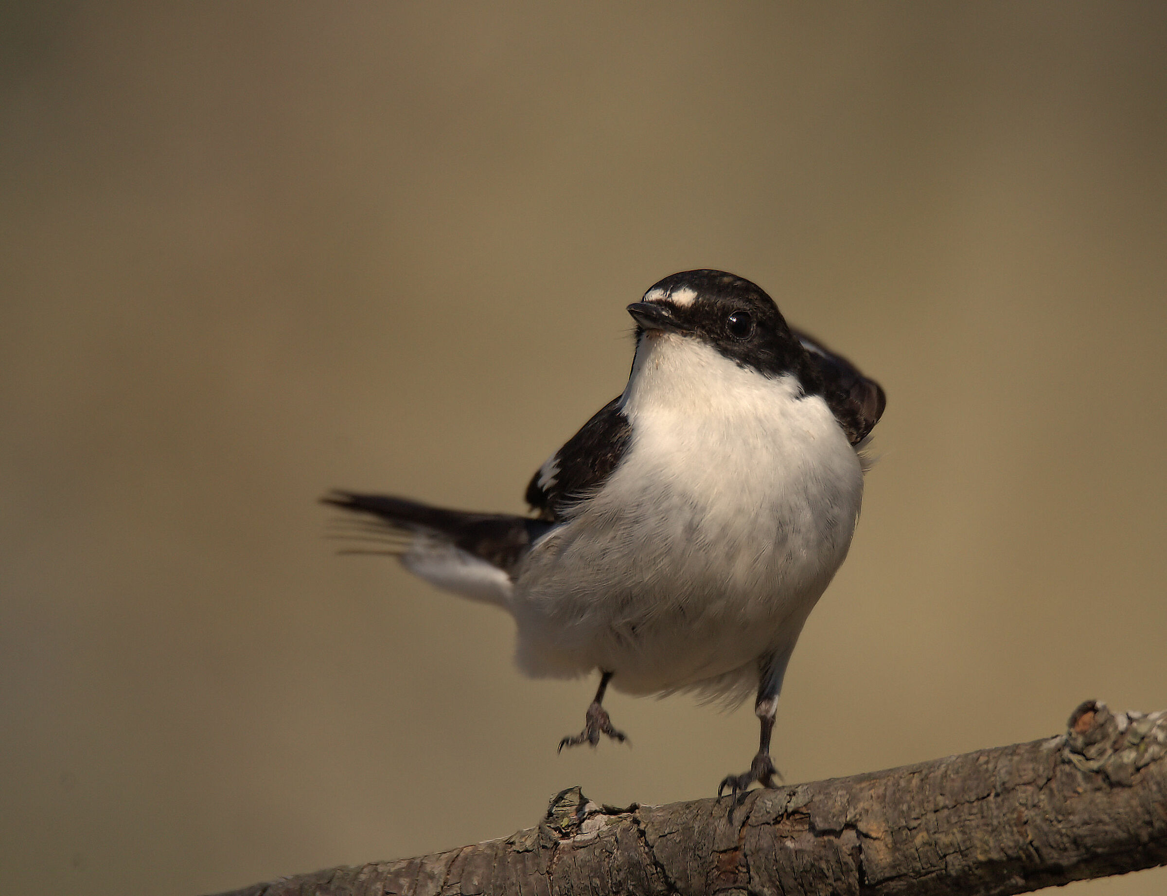 Black Robin Male